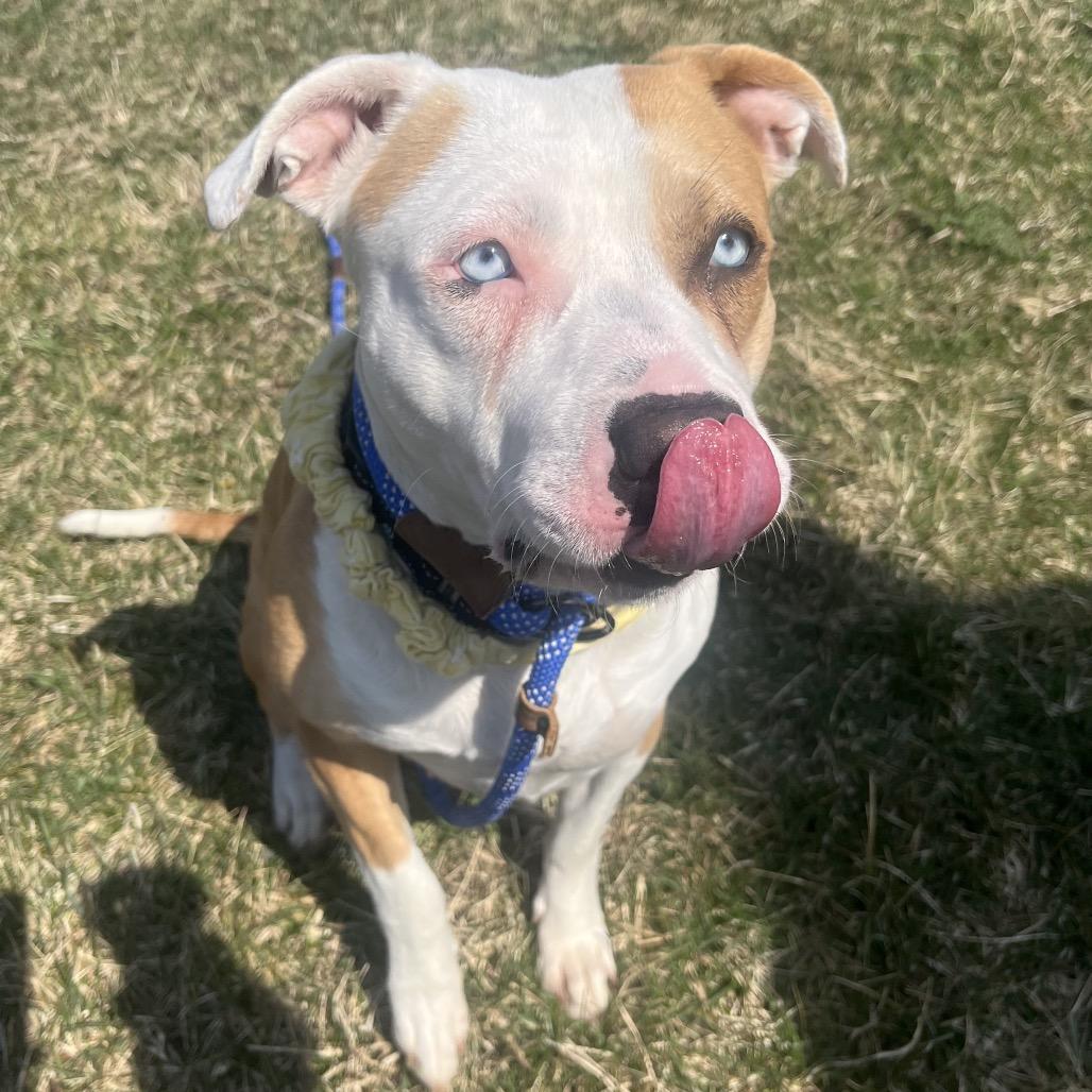Enlarge Keisha, a Adoptable mixed breed in Bristol, IN image 5/6