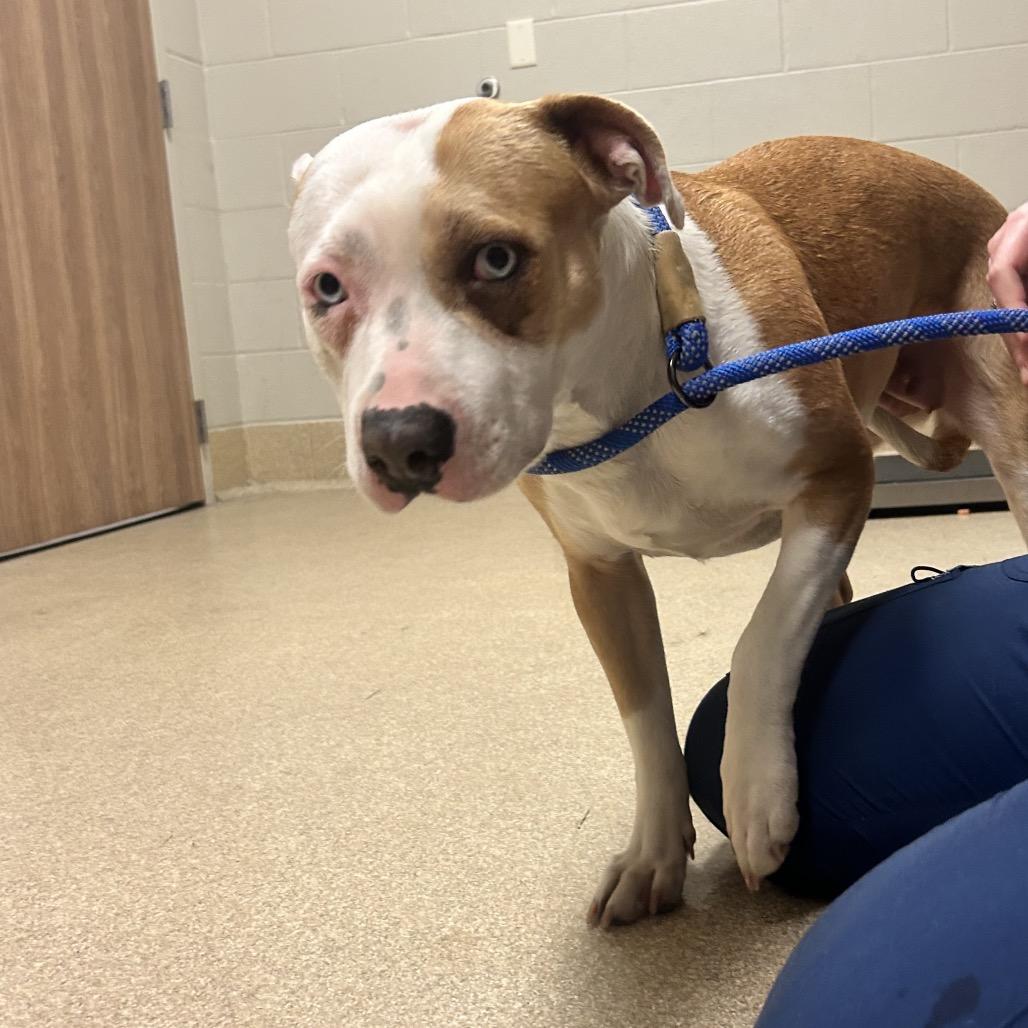 Enlarge Keisha, a Adoptable mixed breed in Bristol, IN image 6/6