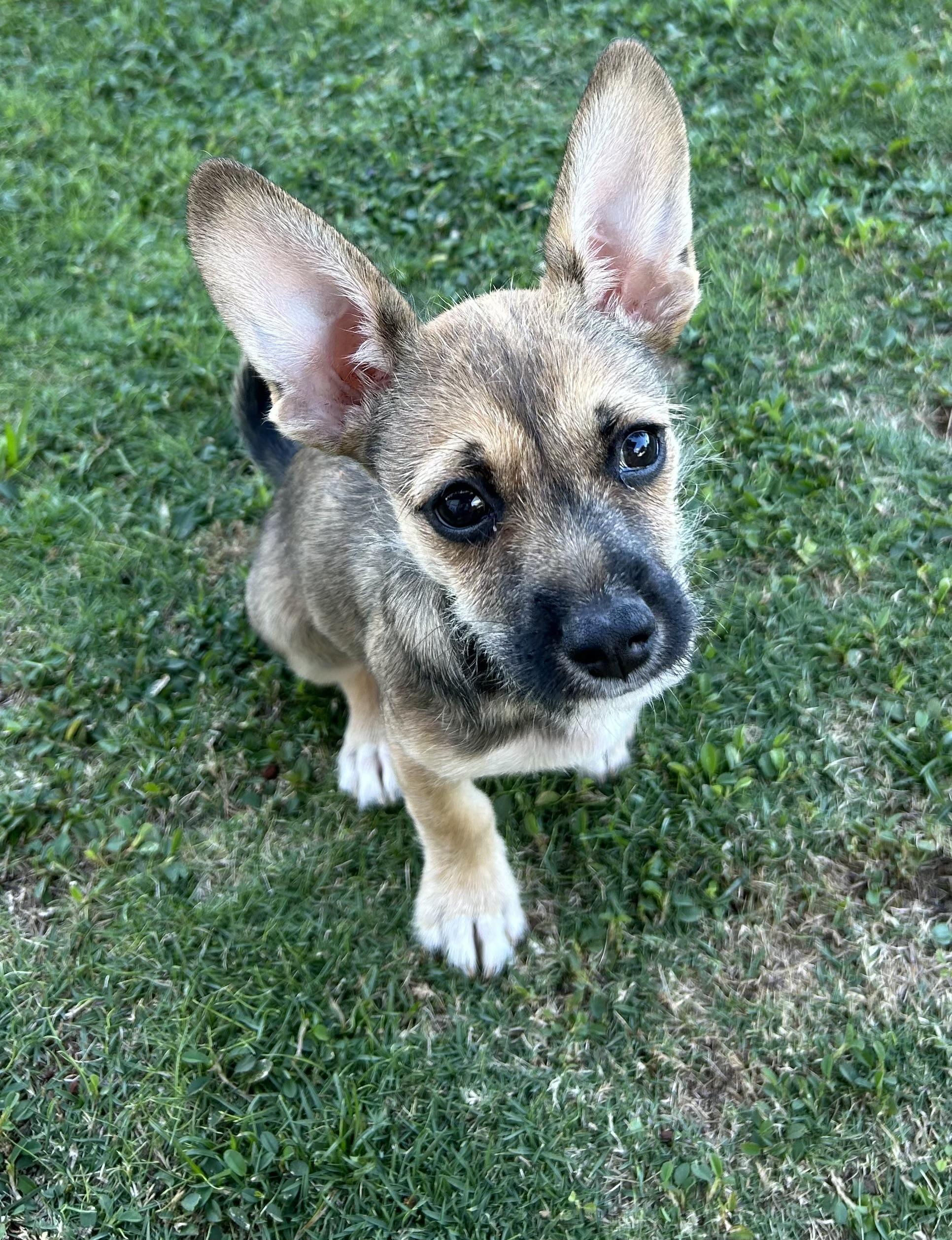Twix, an adoptable Mixed Breed in Aiea, HI, 96701 | Photo Image 1