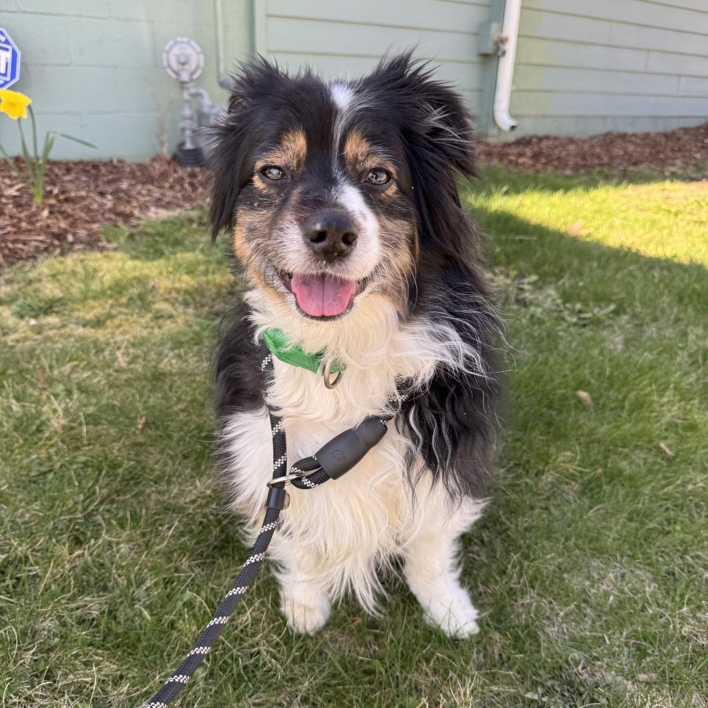 Zuko, Adoptable, Adult Male Australian Shepherd.