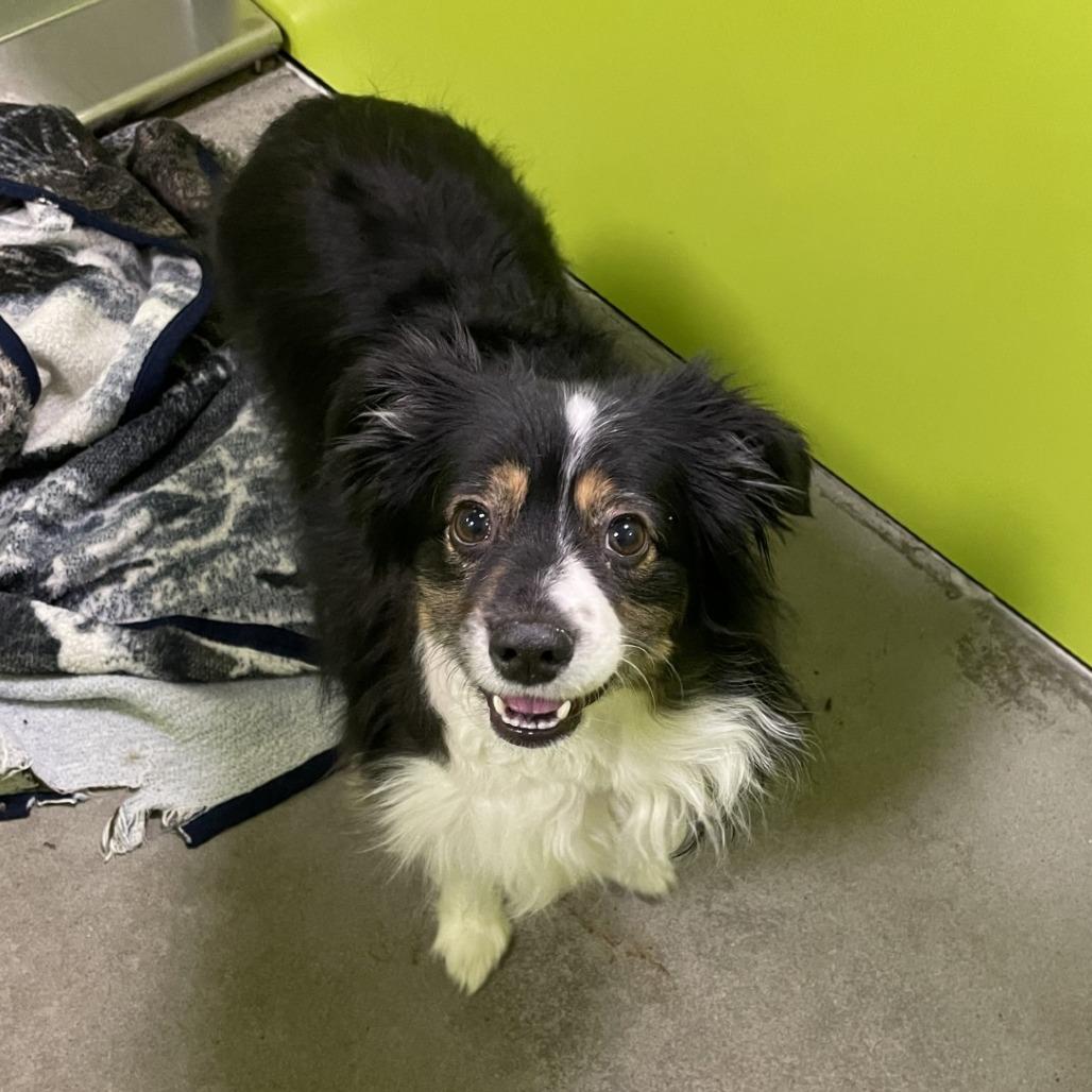 Enlarge Zuko, a Adoptable Australian Shepherd in Spokane, WA image 2/2
