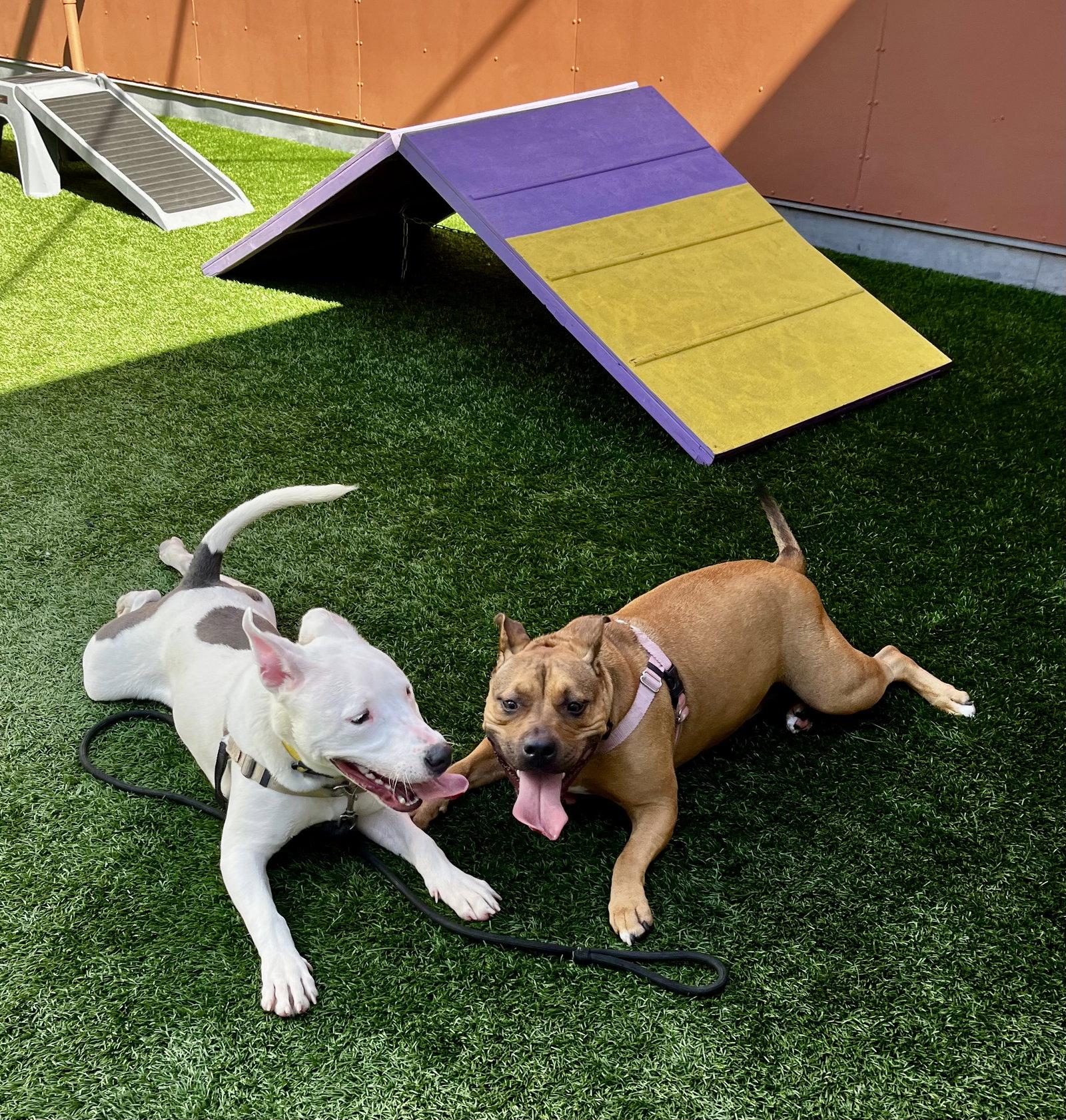 Russell, Adoptable, Young Male Bull Terrier.