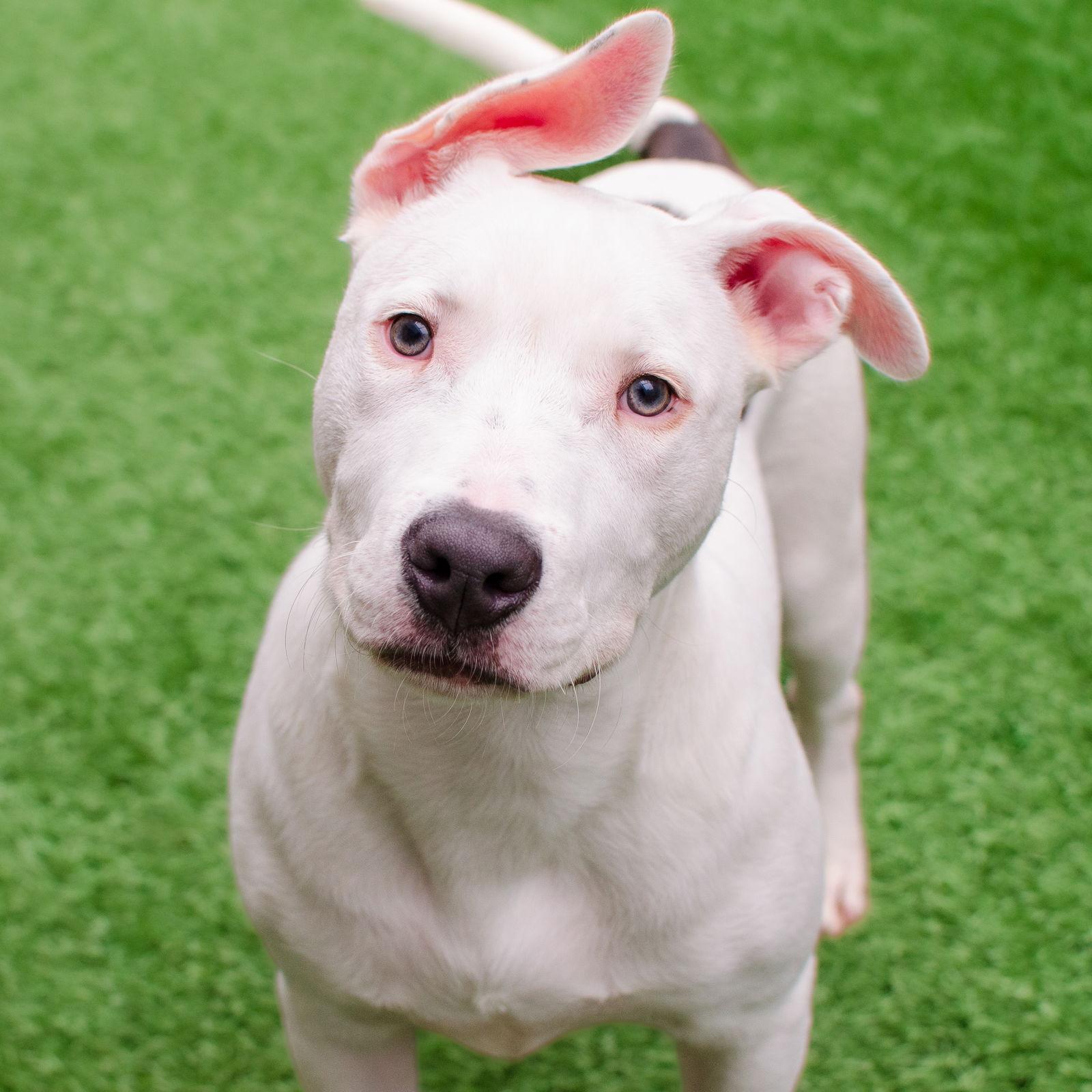 Enlarge Russell, a Adoptable Bull Terrier in Burlingame, CA image 1/3