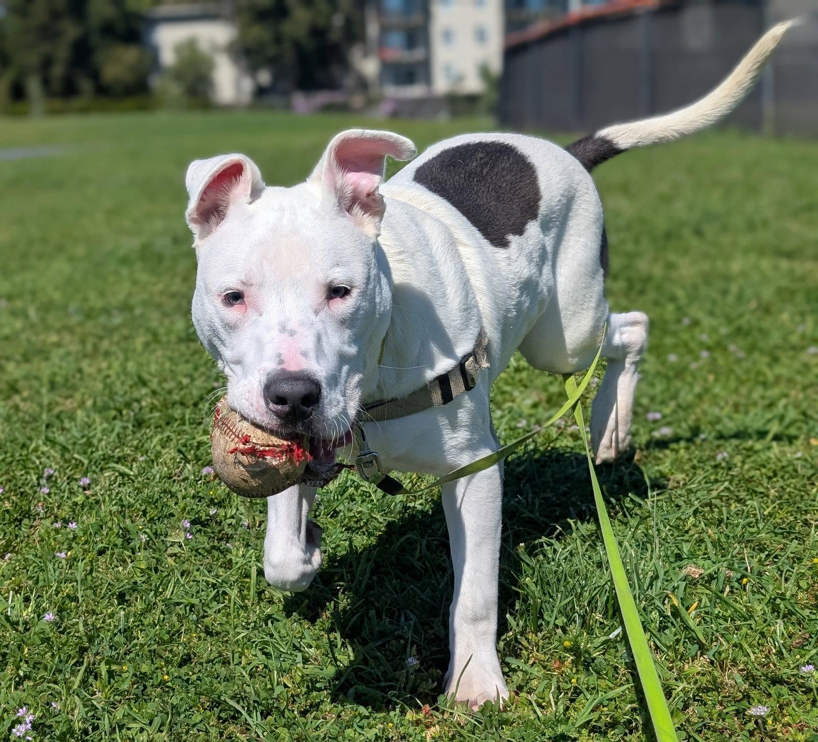 Russell, a Adoptable Bull Terrier in Burlingame, CA image 1/3