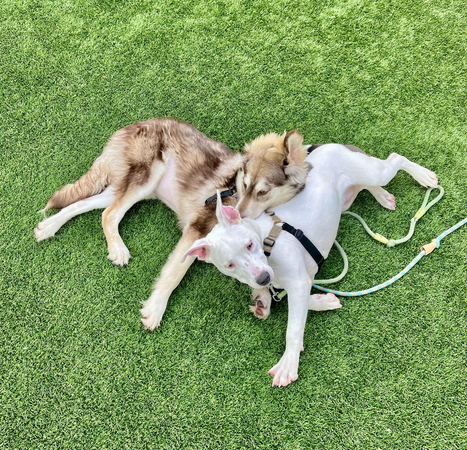 Enlarge Russell, a Adoptable Bull Terrier in Burlingame, CA image 2/3