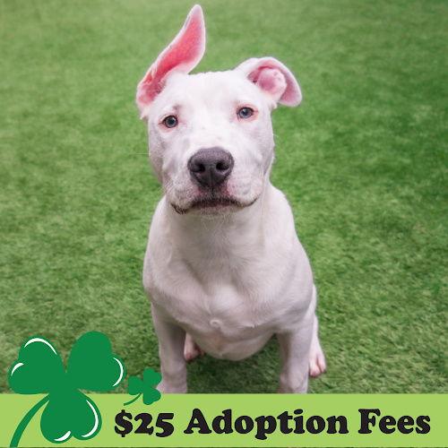 Enlarge Russell, a Adoptable Bull Terrier in Burlingame, CA image 3/3