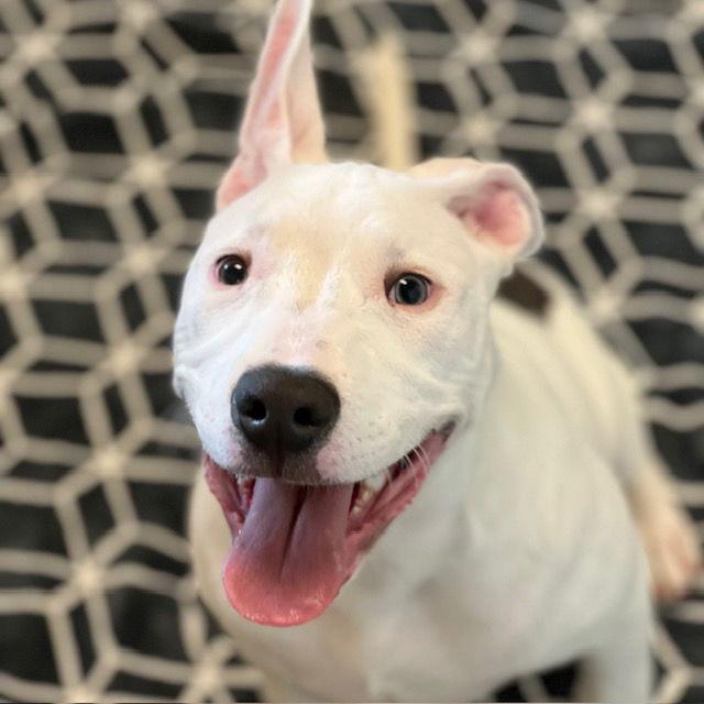 Russell The Puppy! thumbnail 2