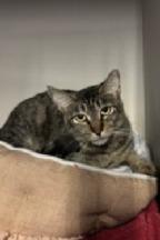 Enlarge Purretha Franklin, a ADOPTABLE Tabby in Phoenix, AZ image 4/4