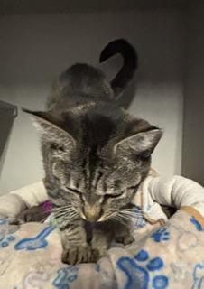 Enlarge Purretha Franklin, a ADOPTABLE Tabby in Phoenix, AZ image 2/4
