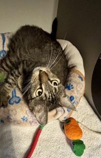 Purretha Franklin, ADOPTABLE, Adult Female Tabby.