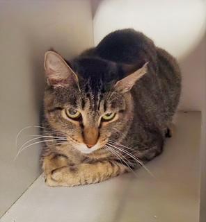 Enlarge Purretha Franklin, a ADOPTABLE Tabby in Phoenix, AZ image 3/4