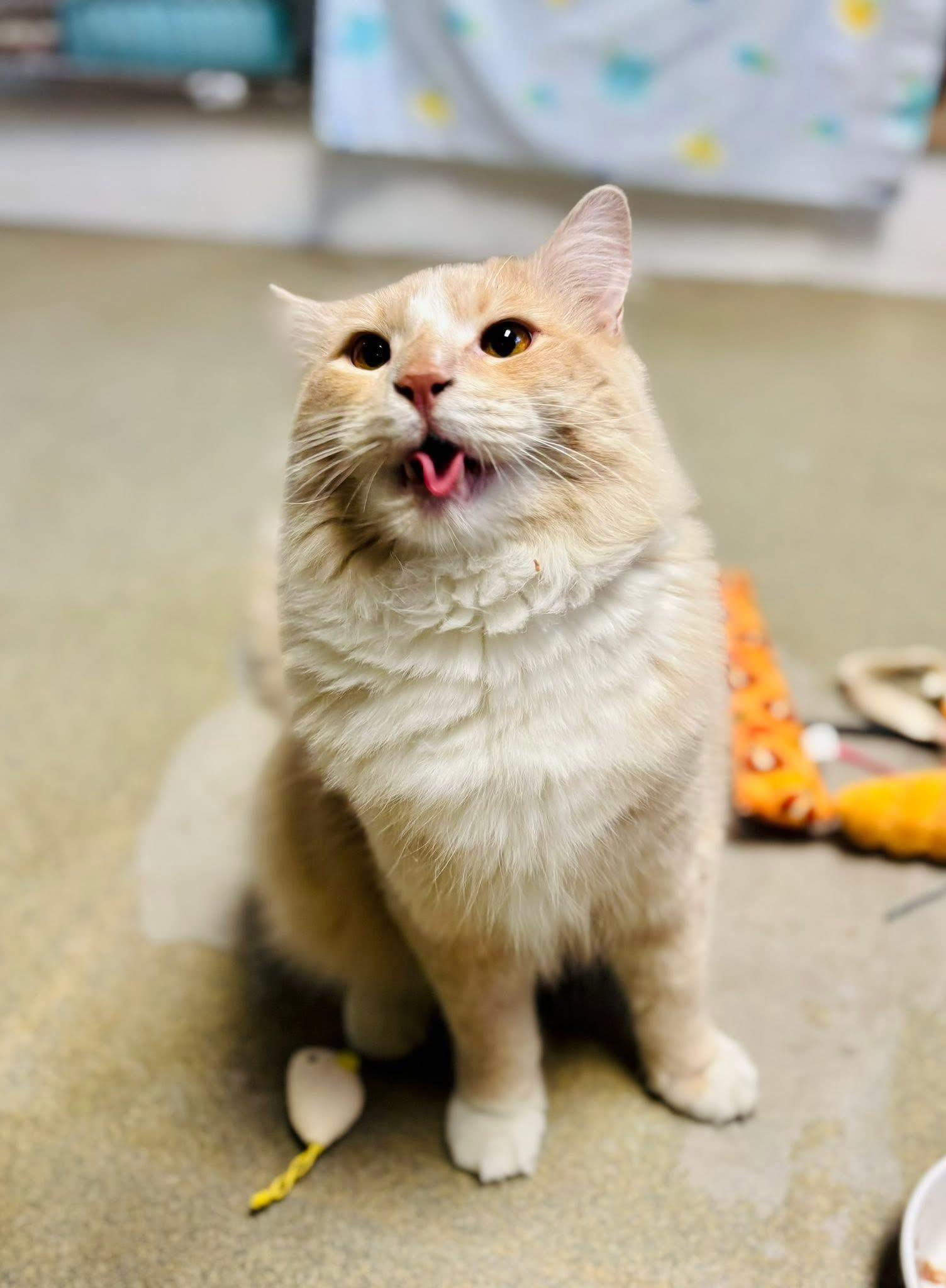 Enlarge Dimoo, an adoptable Domestic Medium Hair in Manchester, NH image 1/6