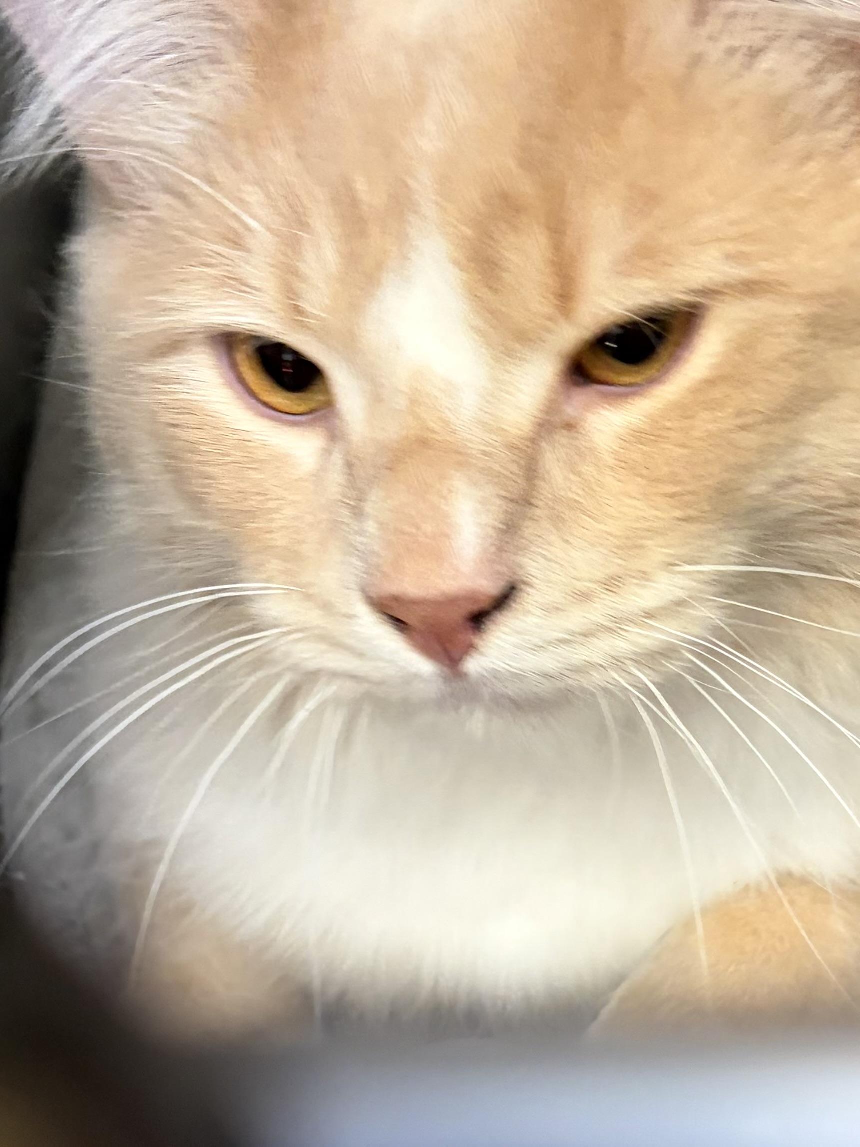 Enlarge Dimoo, an adoptable Domestic Medium Hair in Manchester, NH image 6/6