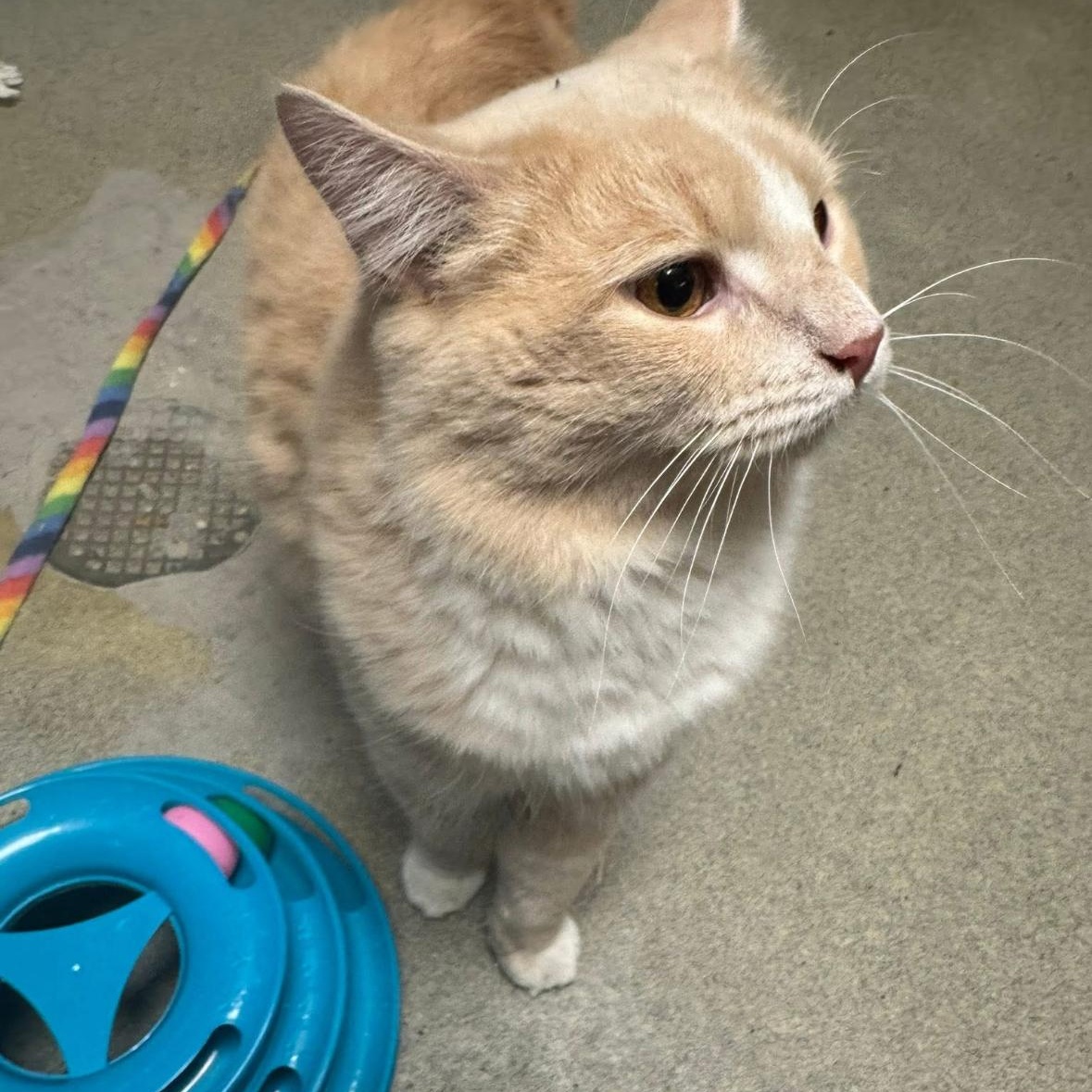 Dimoo, adoptable, Adult Male Domestic Medium Hair.