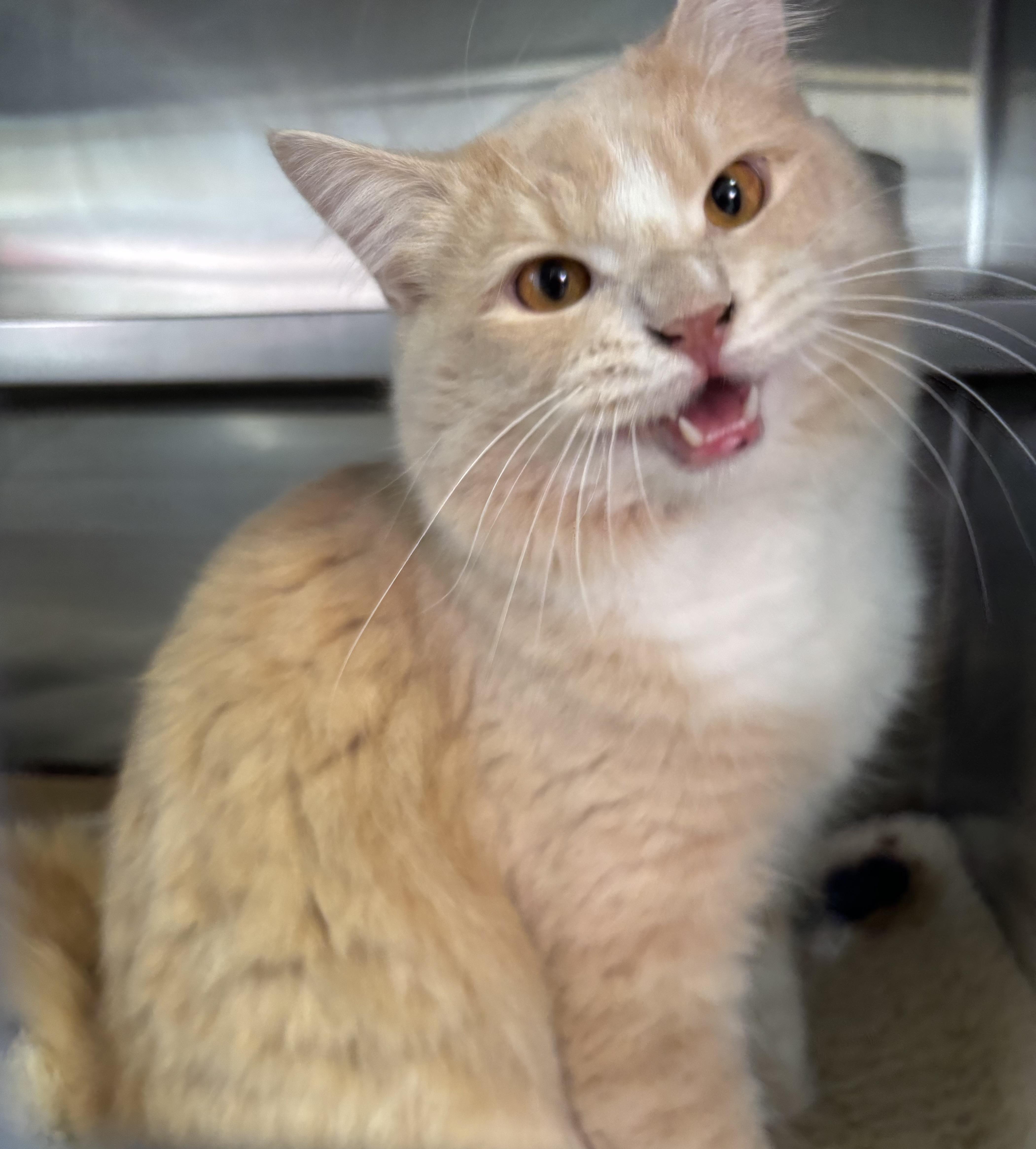 Dimoo, adoptable, Adult Male Domestic Medium Hair.