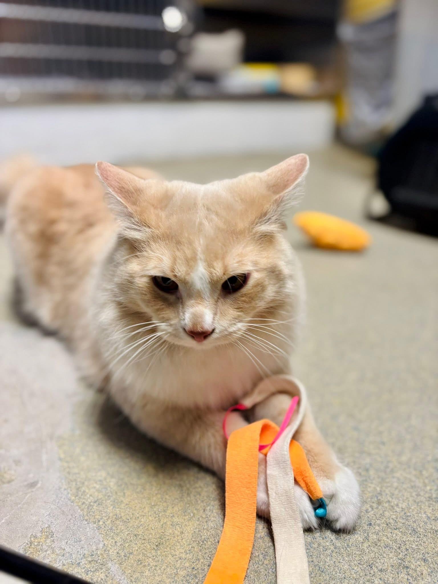 Enlarge Dimoo, an adoptable Domestic Medium Hair in Manchester, NH image 4/6