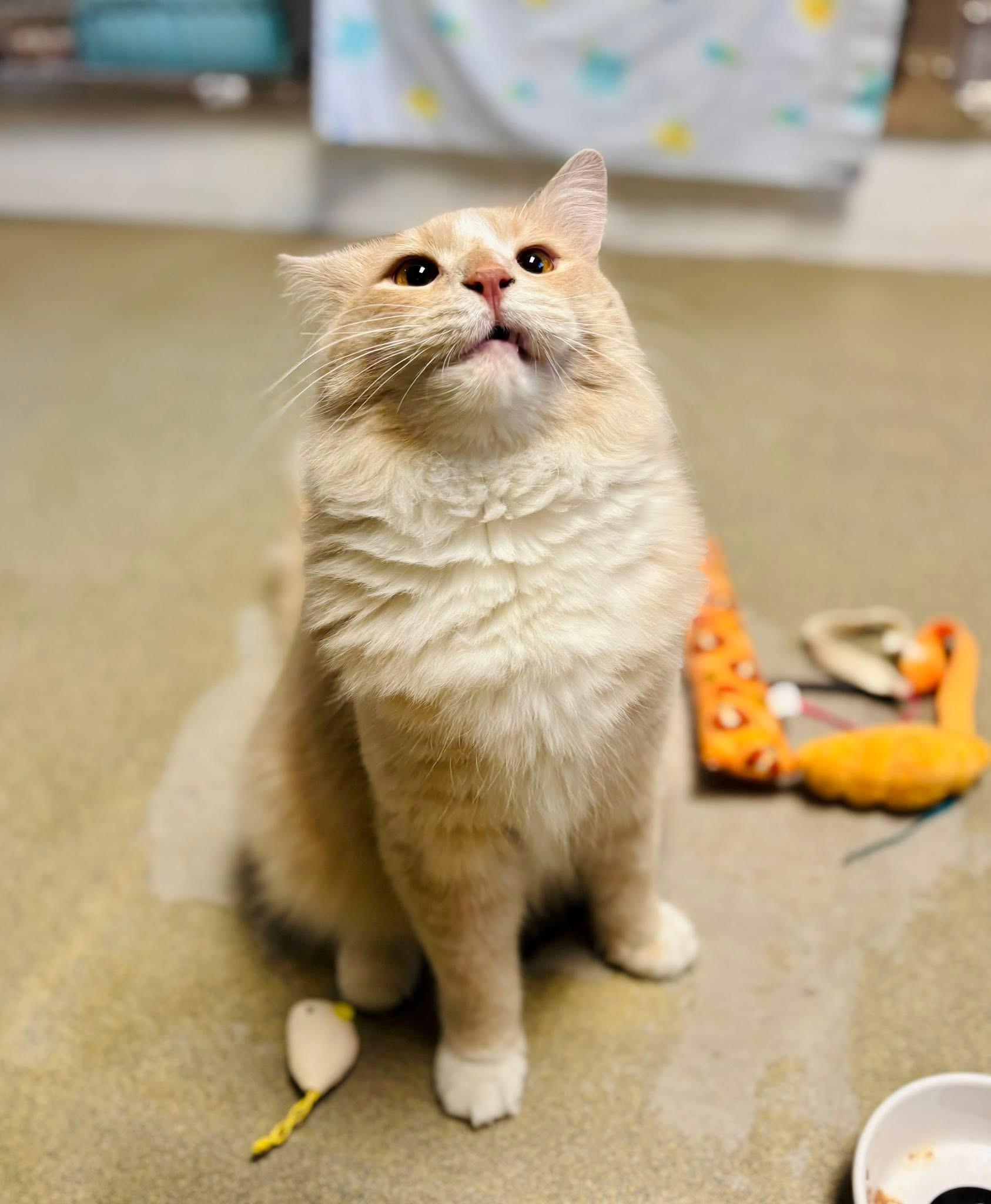 Enlarge Dimoo, an adoptable Domestic Medium Hair in Manchester, NH image 5/6