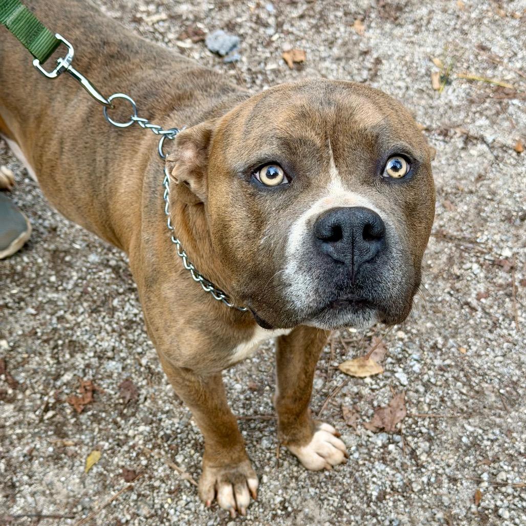 Rudy, Adoptable, Adult Male Pit Bull Terrier.