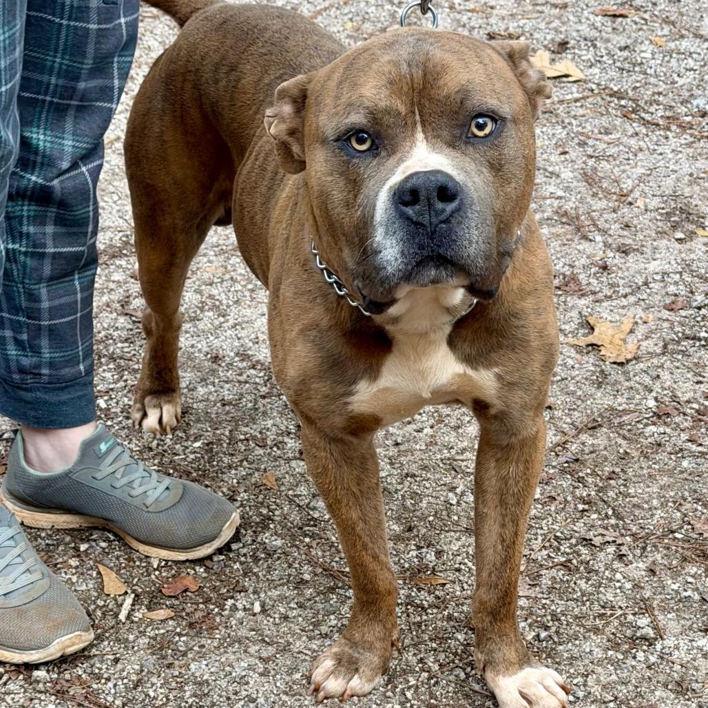 Rudy, a Adoptable Pit Bull Terrier in Opelika, AL image 2/5