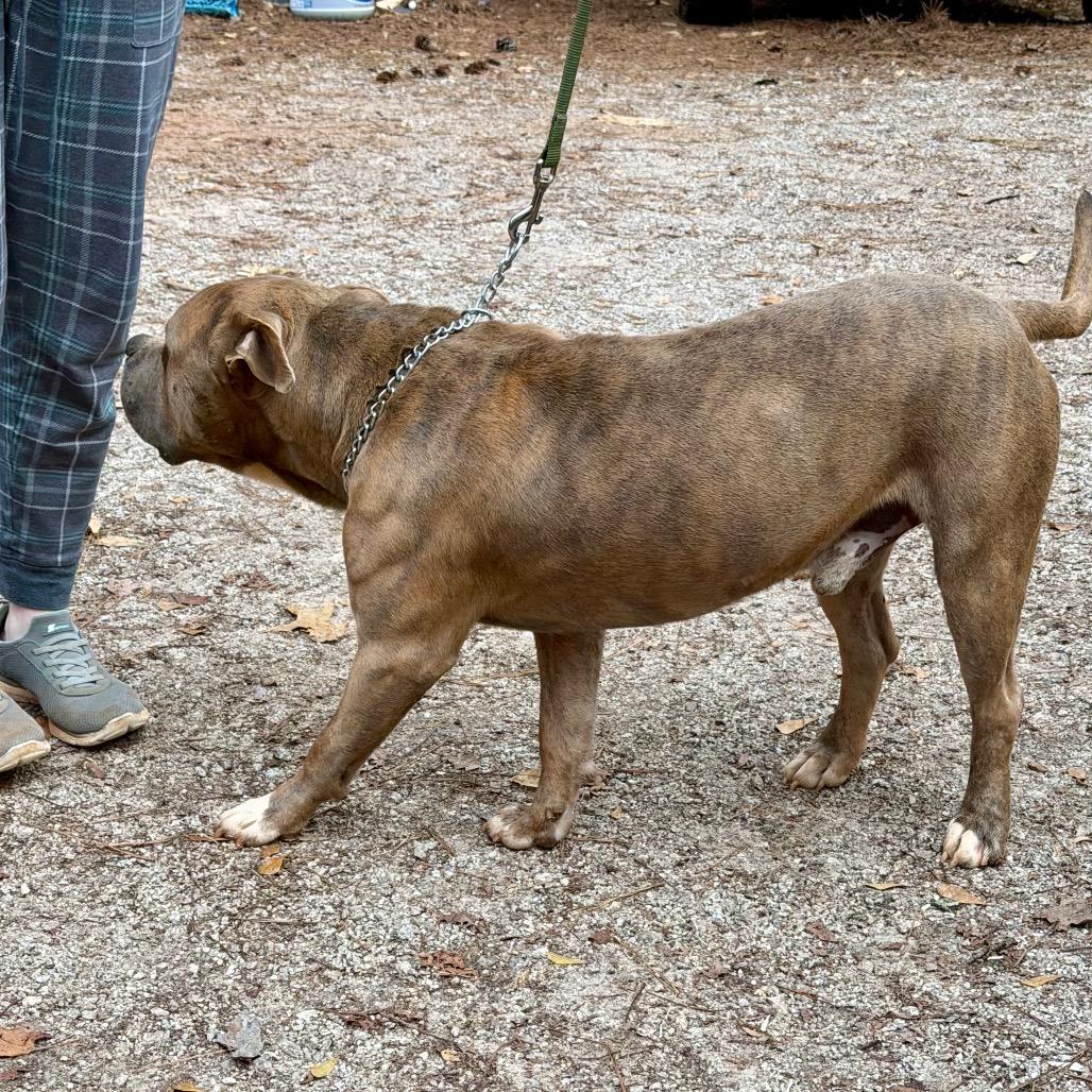 Rudy, a Adoptable Pit Bull Terrier in Opelika, AL image 3/5