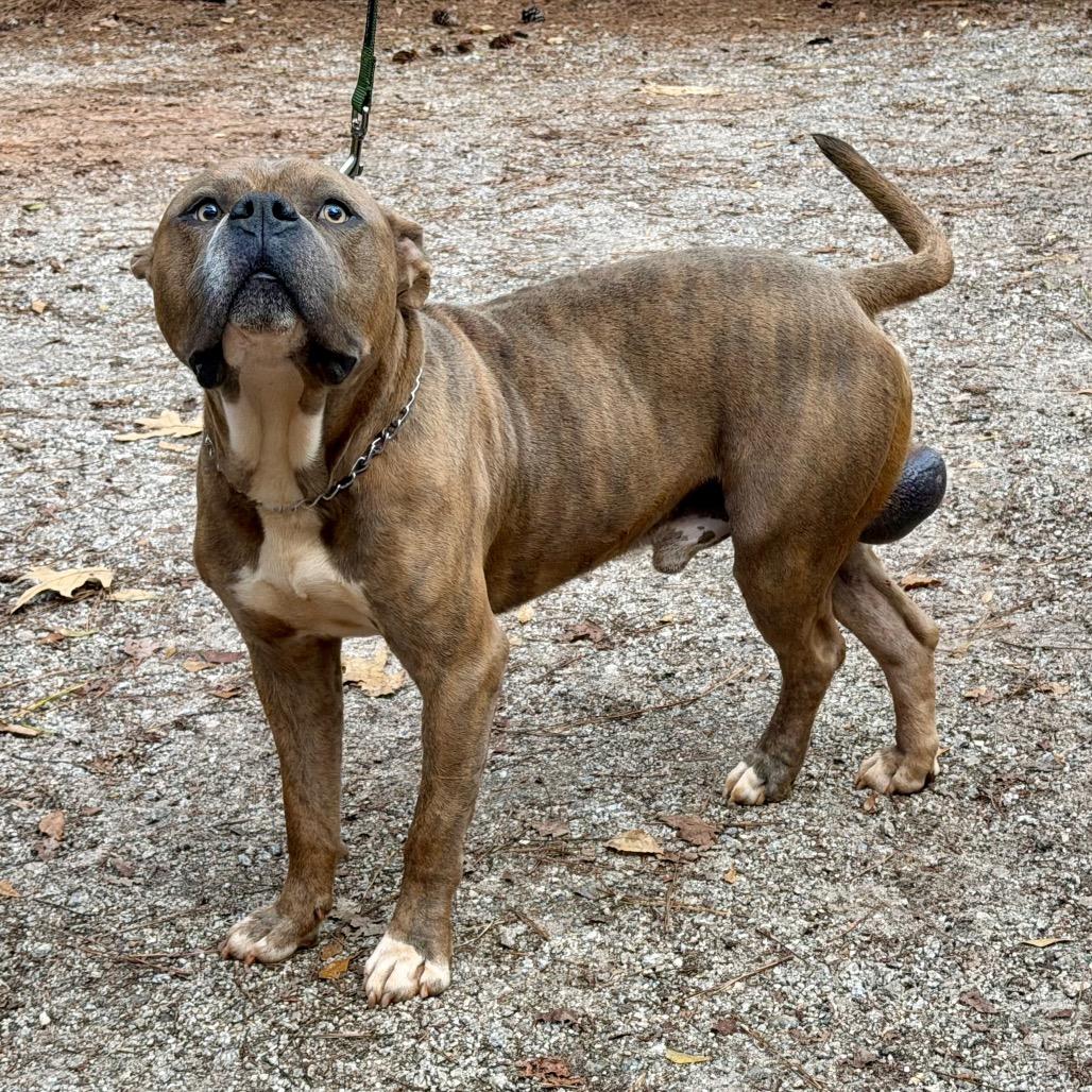 Rudy, a Adoptable Pit Bull Terrier in Opelika, AL image 4/5