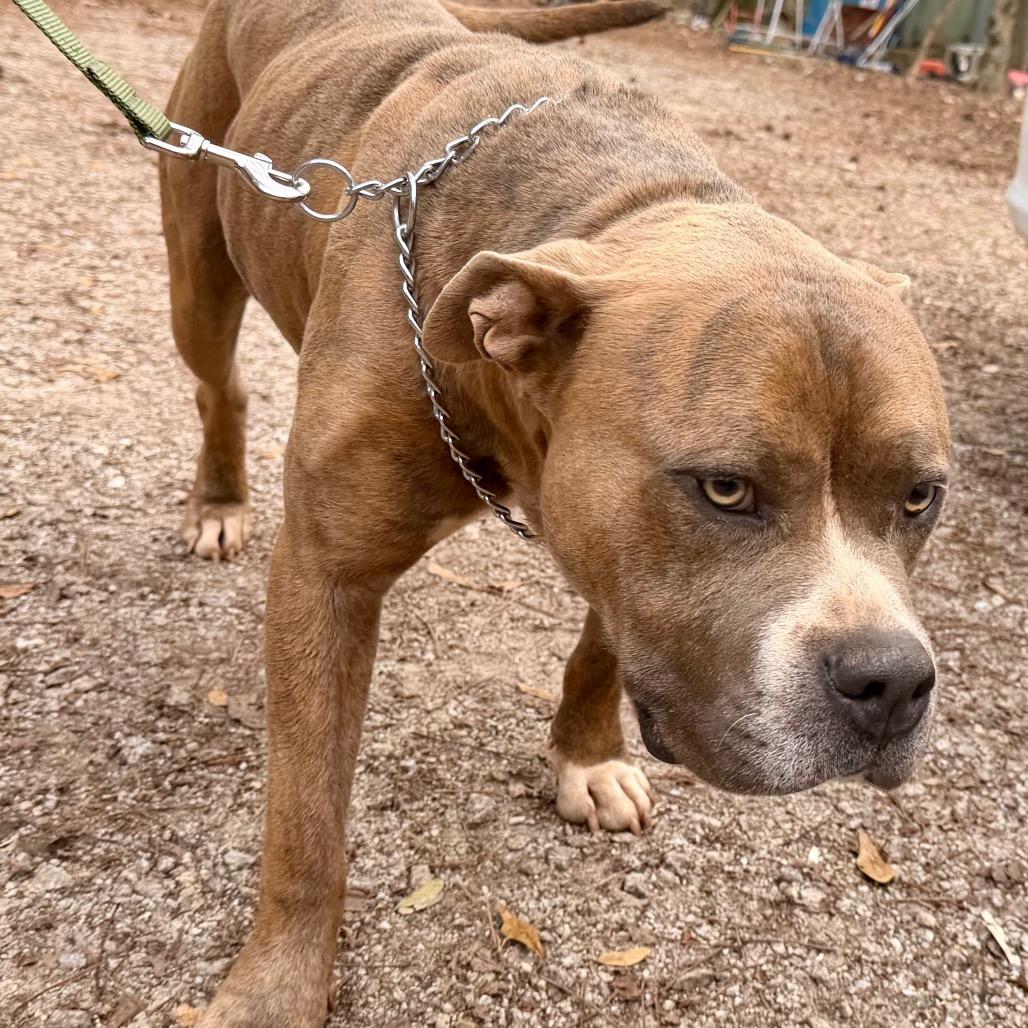 Rudy, a Adoptable Pit Bull Terrier in Opelika, AL image 5/5