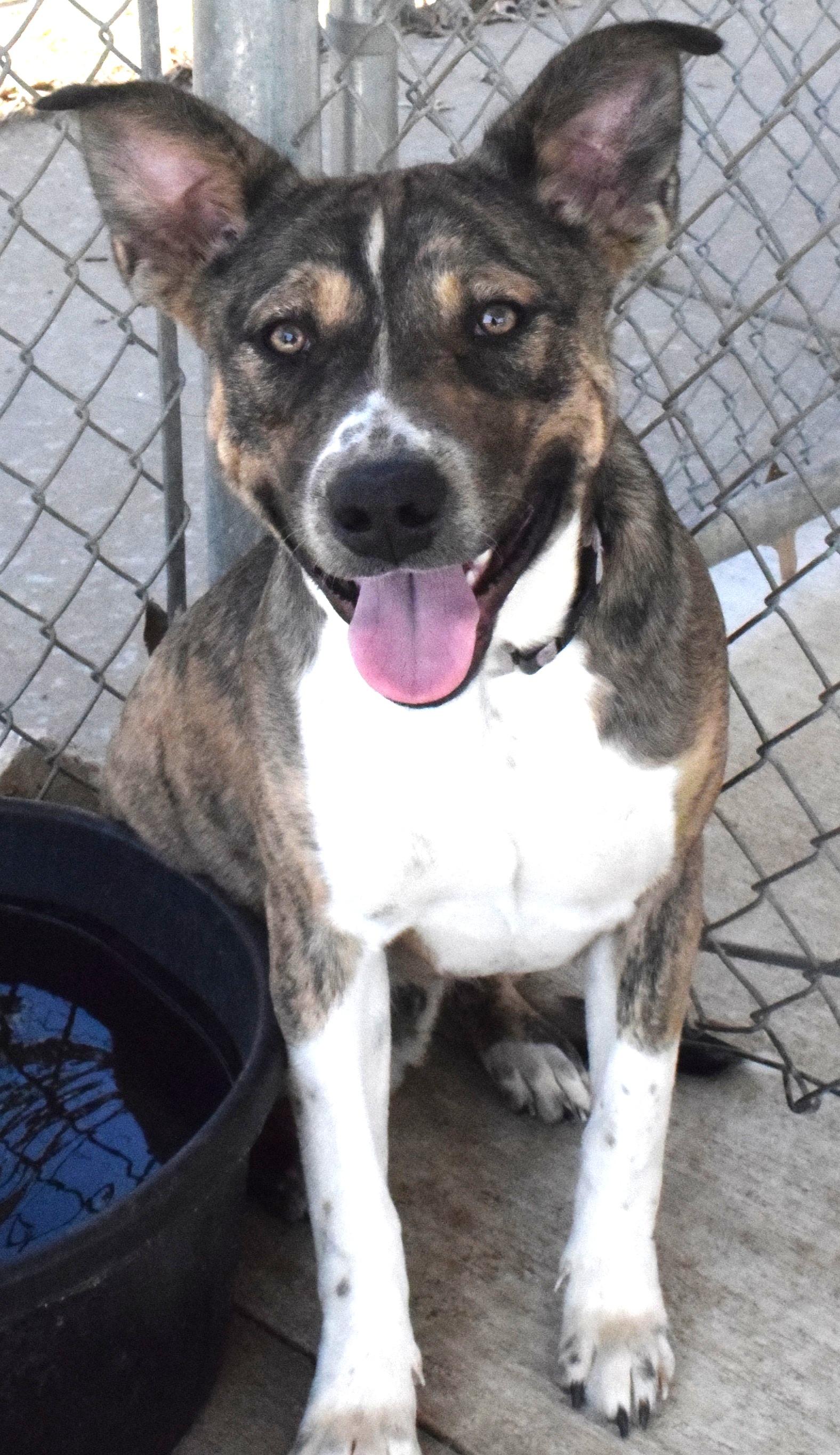 Enlarge #22040, a ADOPTABLE mixed breed in Broken Arrow, OK image 1/1