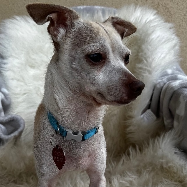 Enlarge Guacamole, a Adoptable mixed breed in Richmond, TX image 1/5