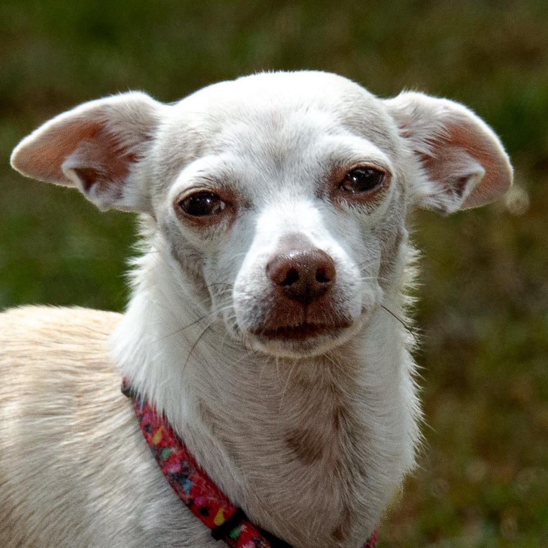 Enlarge Guacamole, a Adoptable mixed breed in Richmond, TX image 2/5