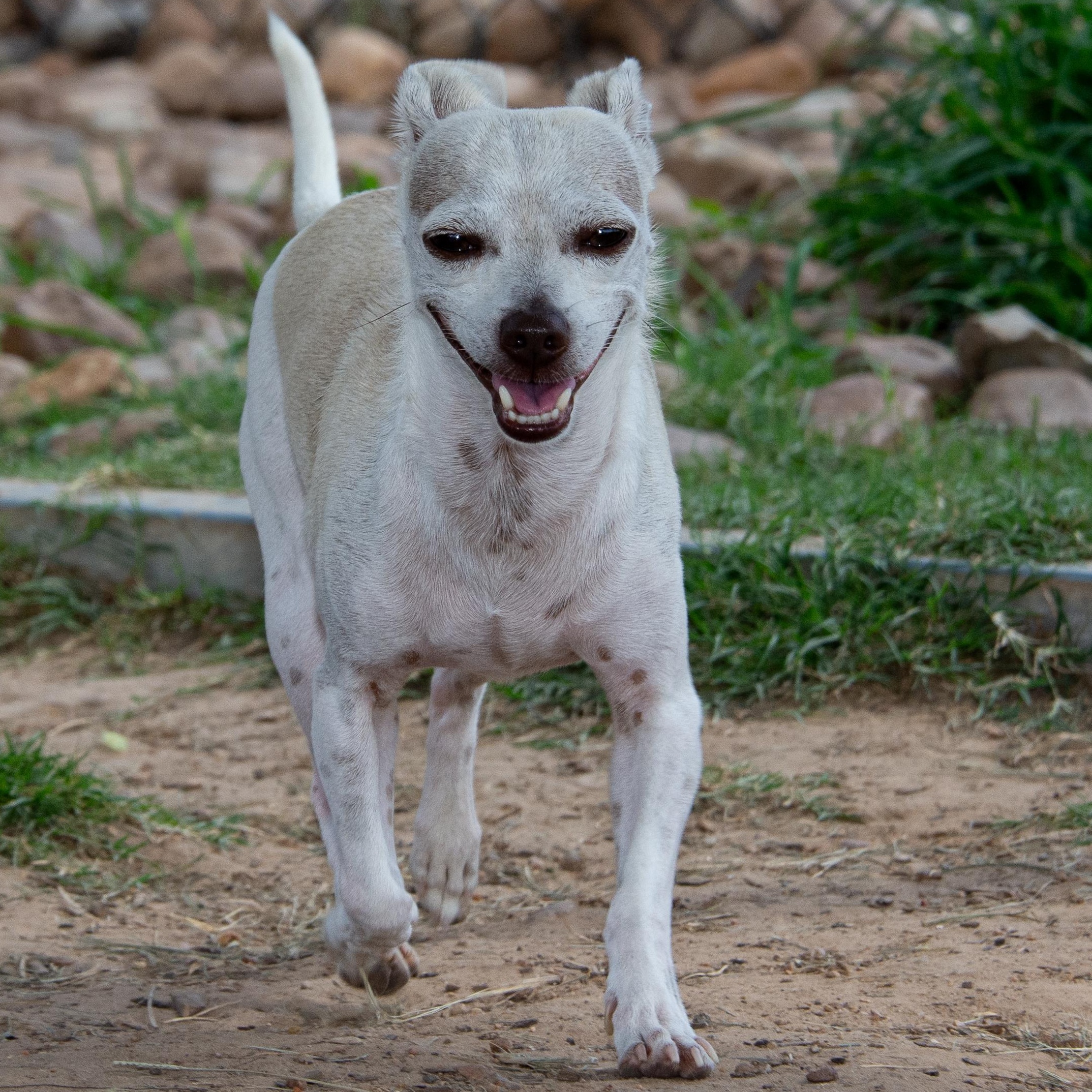Enlarge Guacamole, a Adoptable mixed breed in Richmond, TX image 3/5