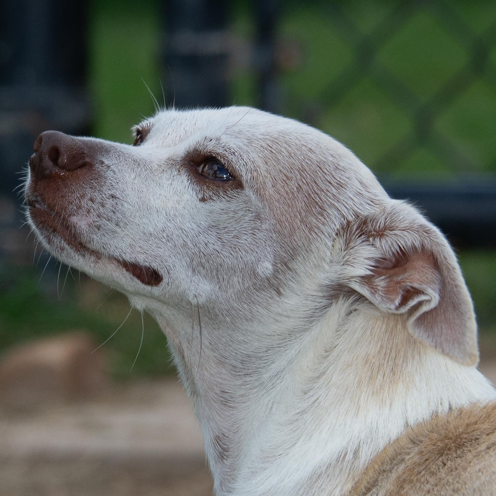 Enlarge Guacamole, a Adoptable mixed breed in Richmond, TX image 5/5