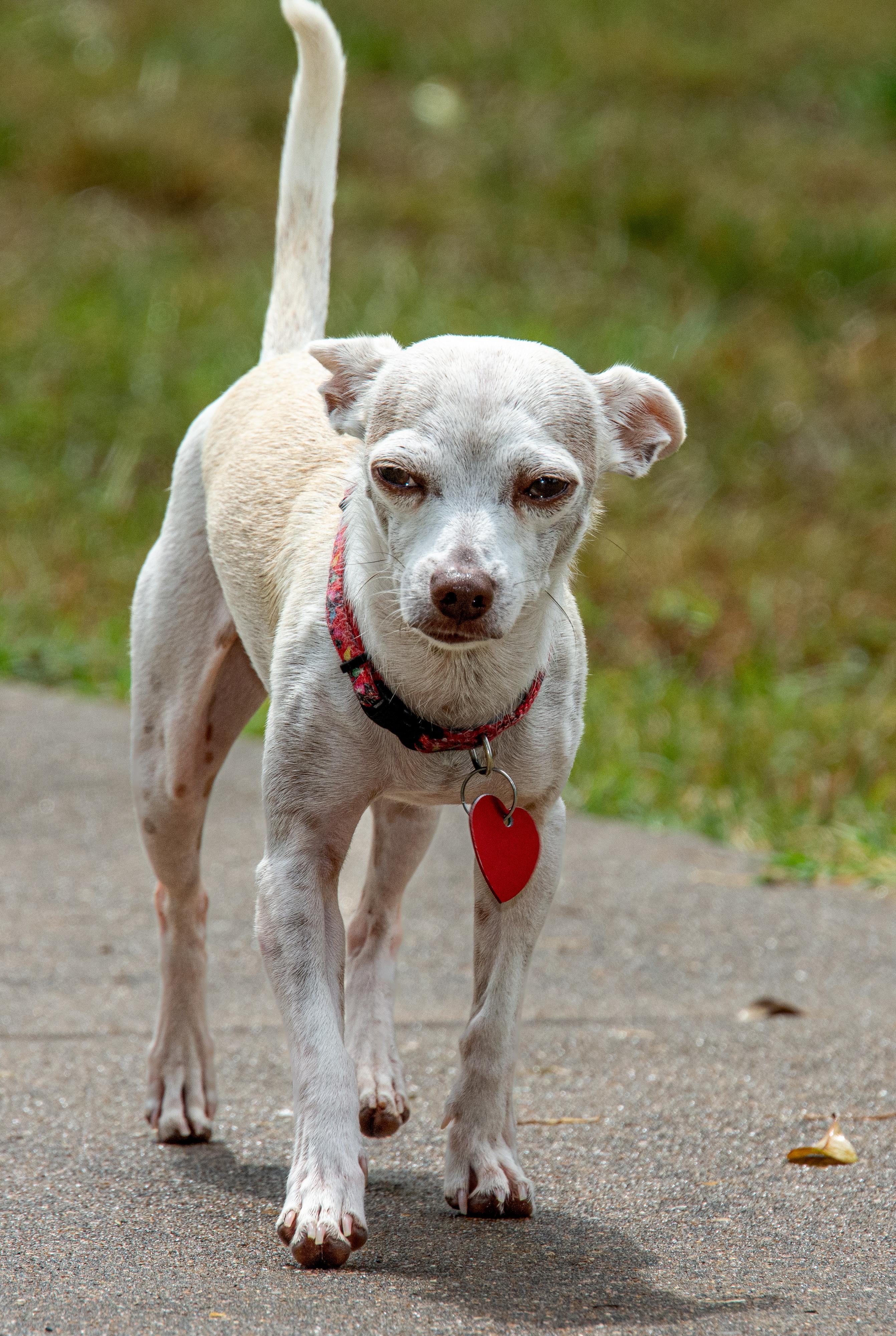 Enlarge Guacamole, a Adoptable mixed breed in Richmond, TX image 4/5
