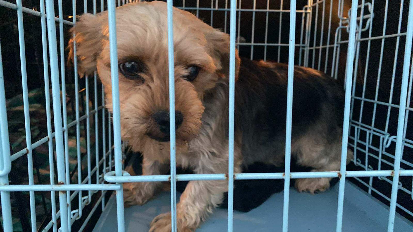 Rory, Adopted, Adult Female Yorkshire Terrier.