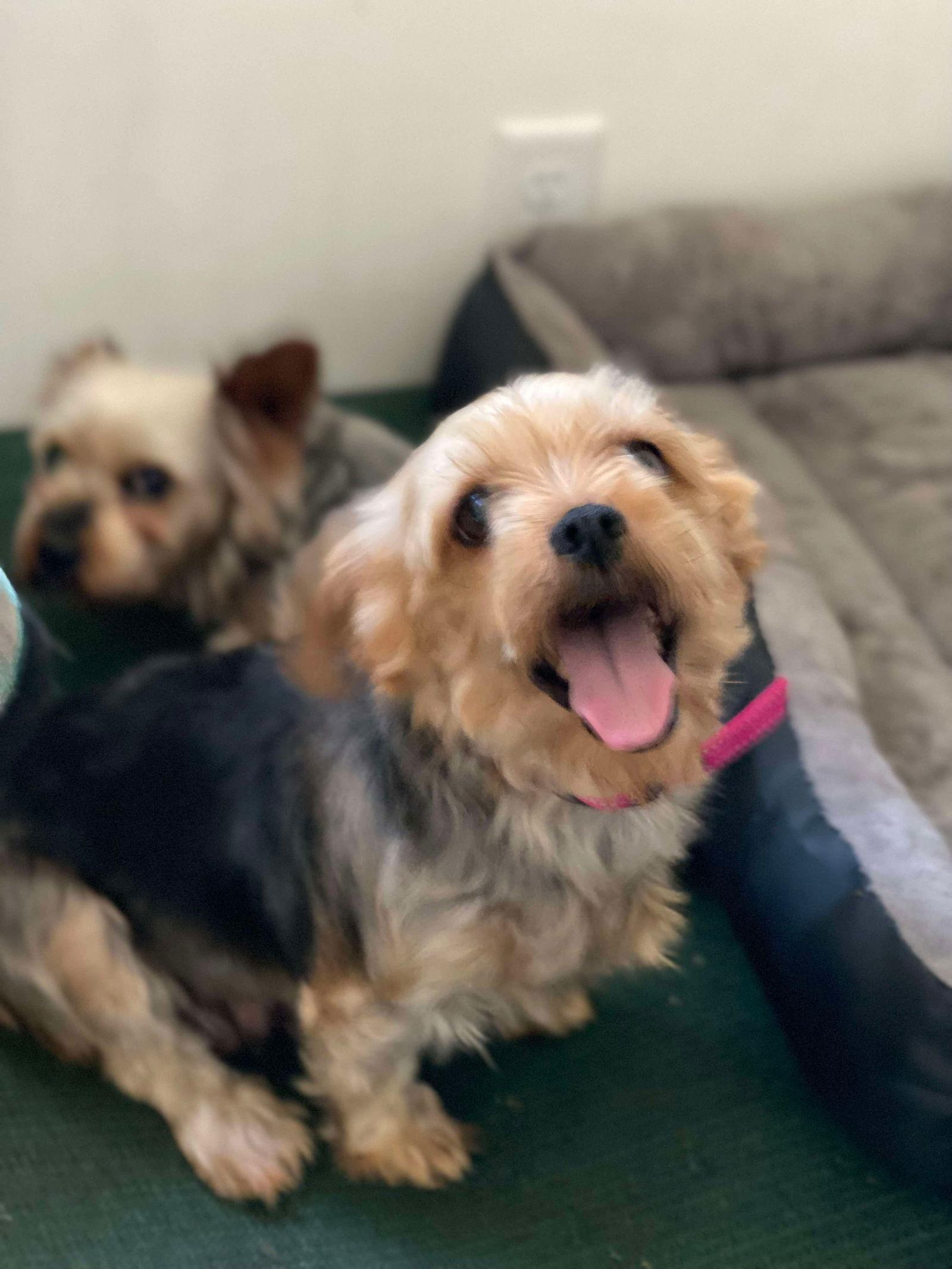 Enlarge Rory, a Adopted Yorkshire Terrier in Lewistown, PA image 2/2