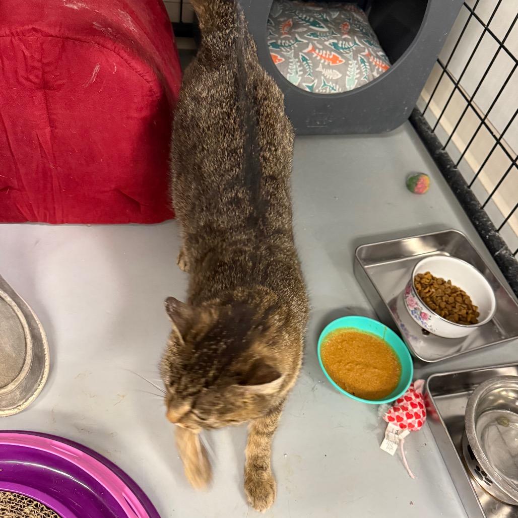 Enlarge Gypsy, a Adoptable Domestic Short Hair in Carroll, IA image 1/6