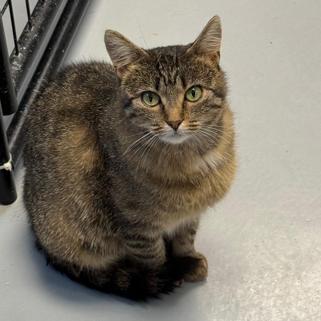 Enlarge Gypsy, a Adoptable Domestic Short Hair in Carroll, IA image 2/6