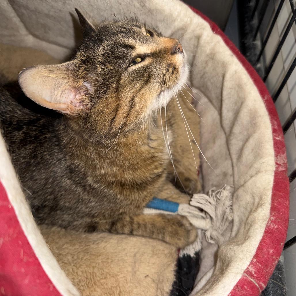 Enlarge Gypsy, a Adoptable Domestic Short Hair in Carroll, IA image 3/6