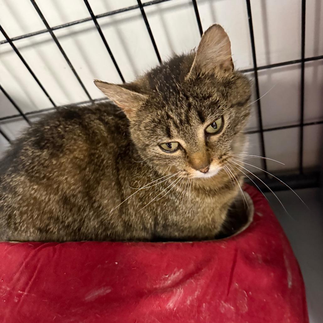 Enlarge Gypsy, a Adoptable Domestic Short Hair in Carroll, IA image 4/6