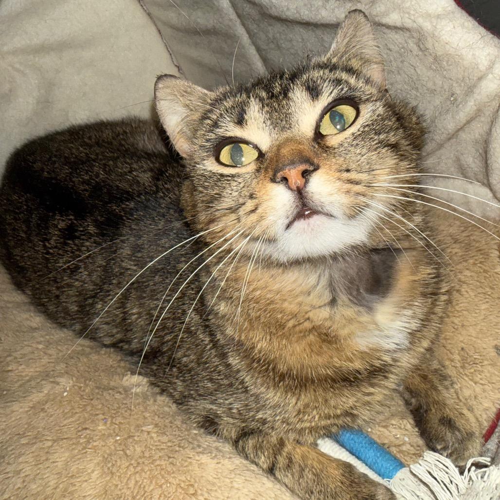 Enlarge Gypsy, a Adoptable Domestic Short Hair in Carroll, IA image 5/6