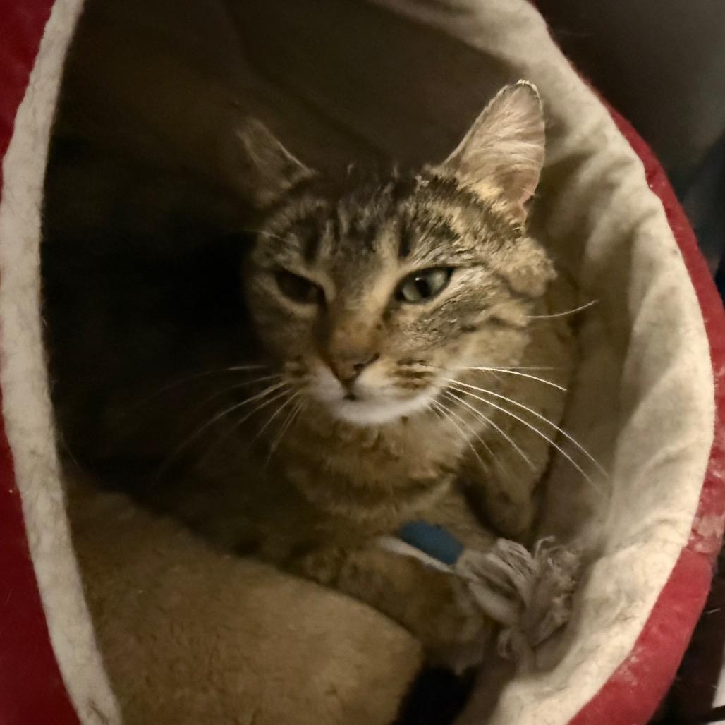 Enlarge Gypsy, a Adoptable Domestic Short Hair in Carroll, IA image 6/6
