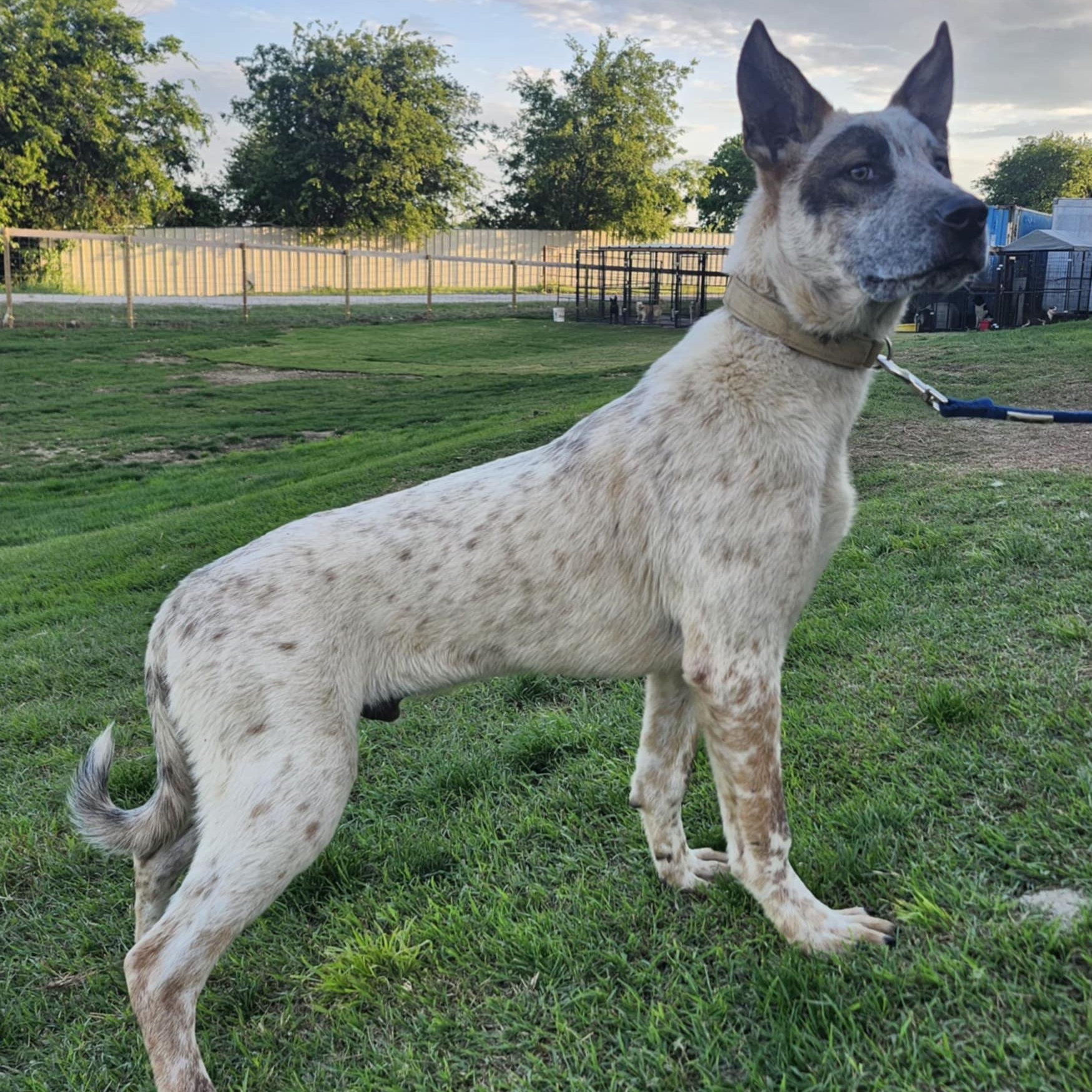 RASCAL, a Adoptable mixed breed in Weatherford, TX image 4/5
