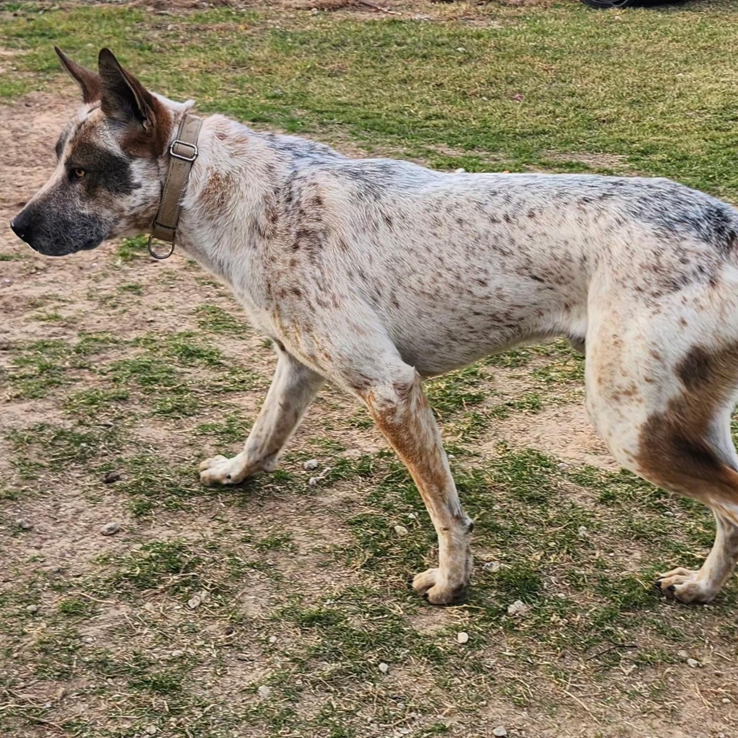 RASCAL, Adoptable, Young Male Akita & Australian Cattle Dog / Blue Heeler.