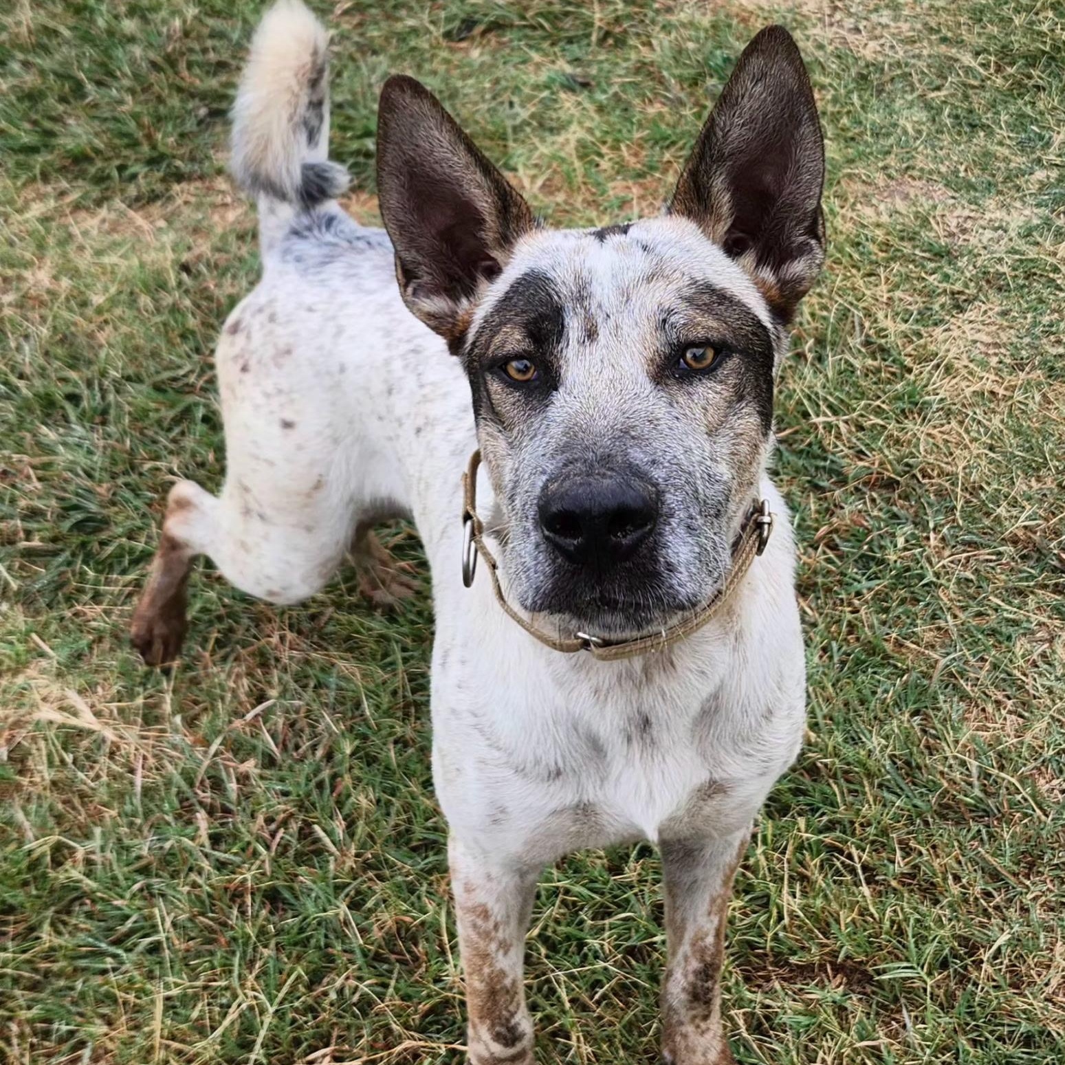 RASCAL, a Adoptable mixed breed in Weatherford, TX image 3/5