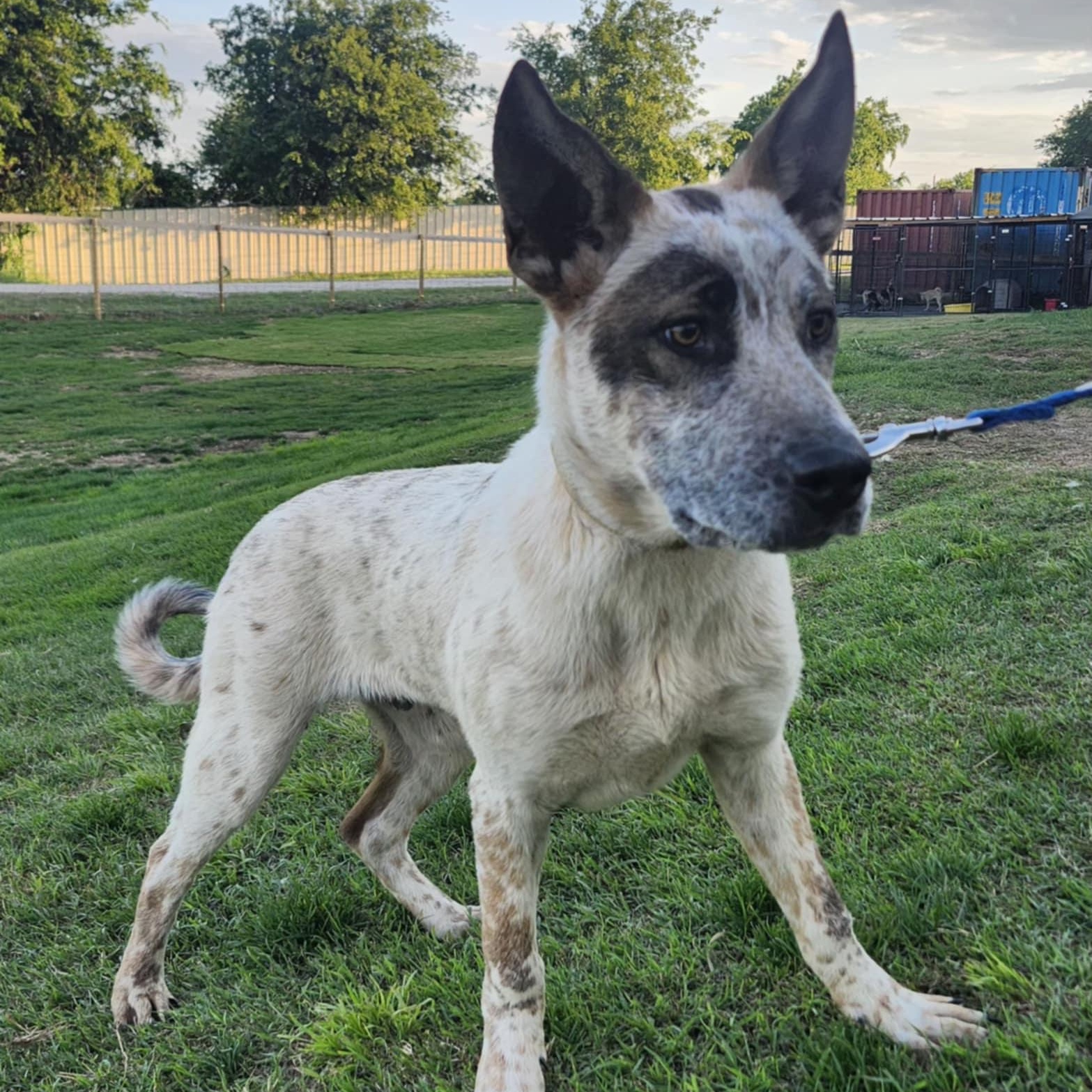 RASCAL, a Adoptable mixed breed in Weatherford, TX image 5/5