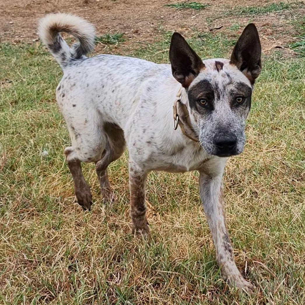 RASCAL, Adoptable, Young Male Akita & Australian Cattle Dog / Blue Heeler.