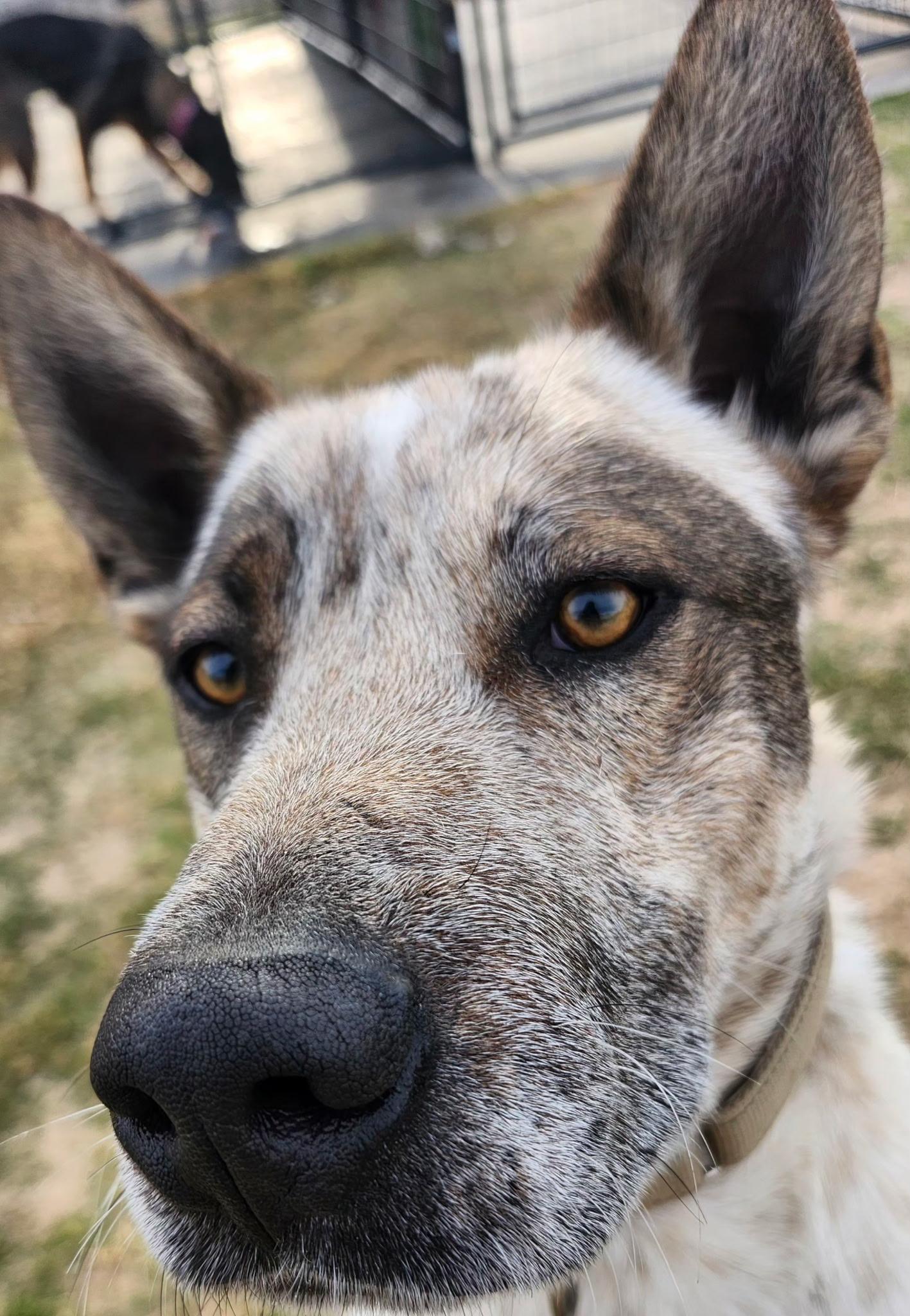 Enlarge RASCAL, a Adoptable mixed breed in Weatherford, TX image 3/6