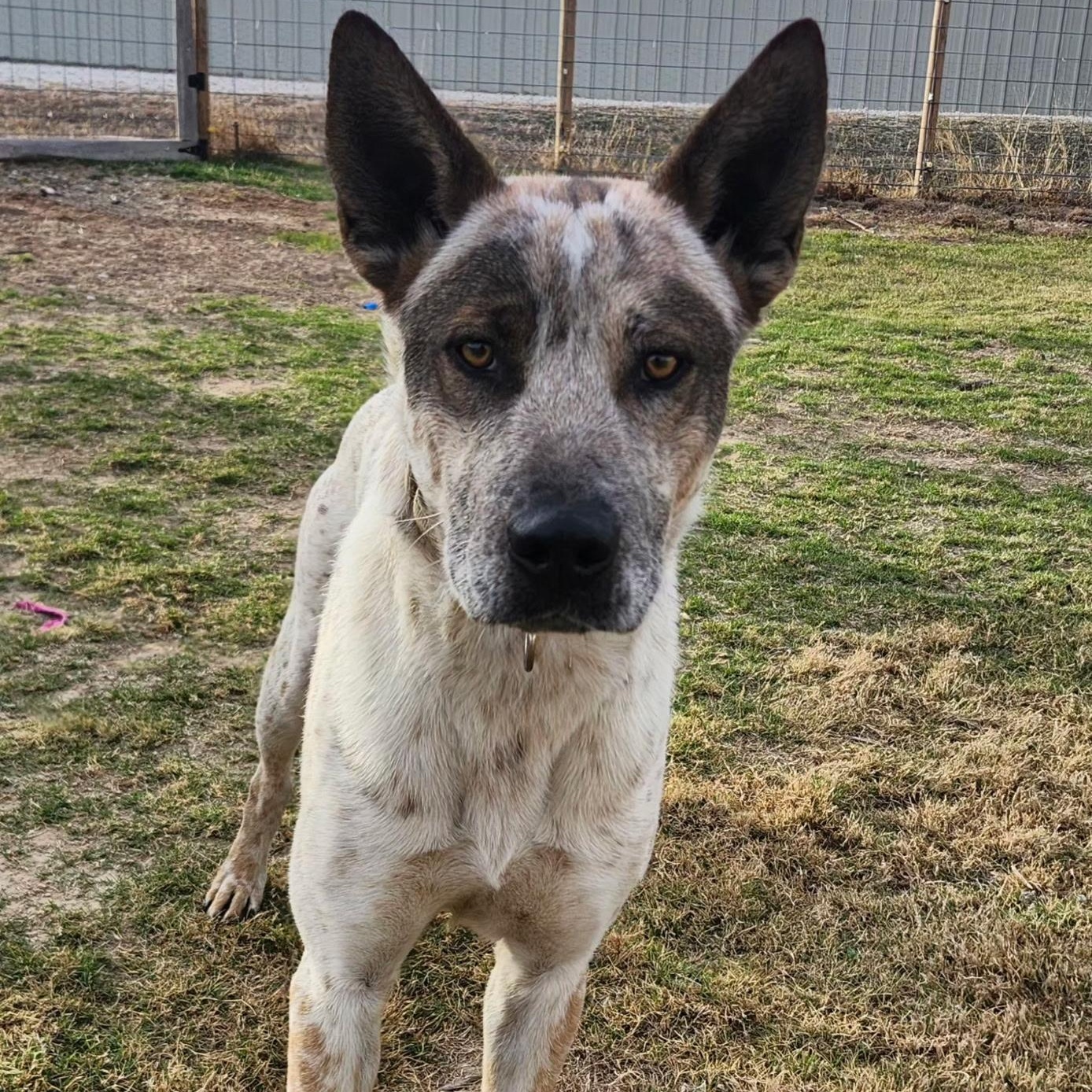 Enlarge RASCAL, a Adoptable mixed breed in Weatherford, TX image 2/6