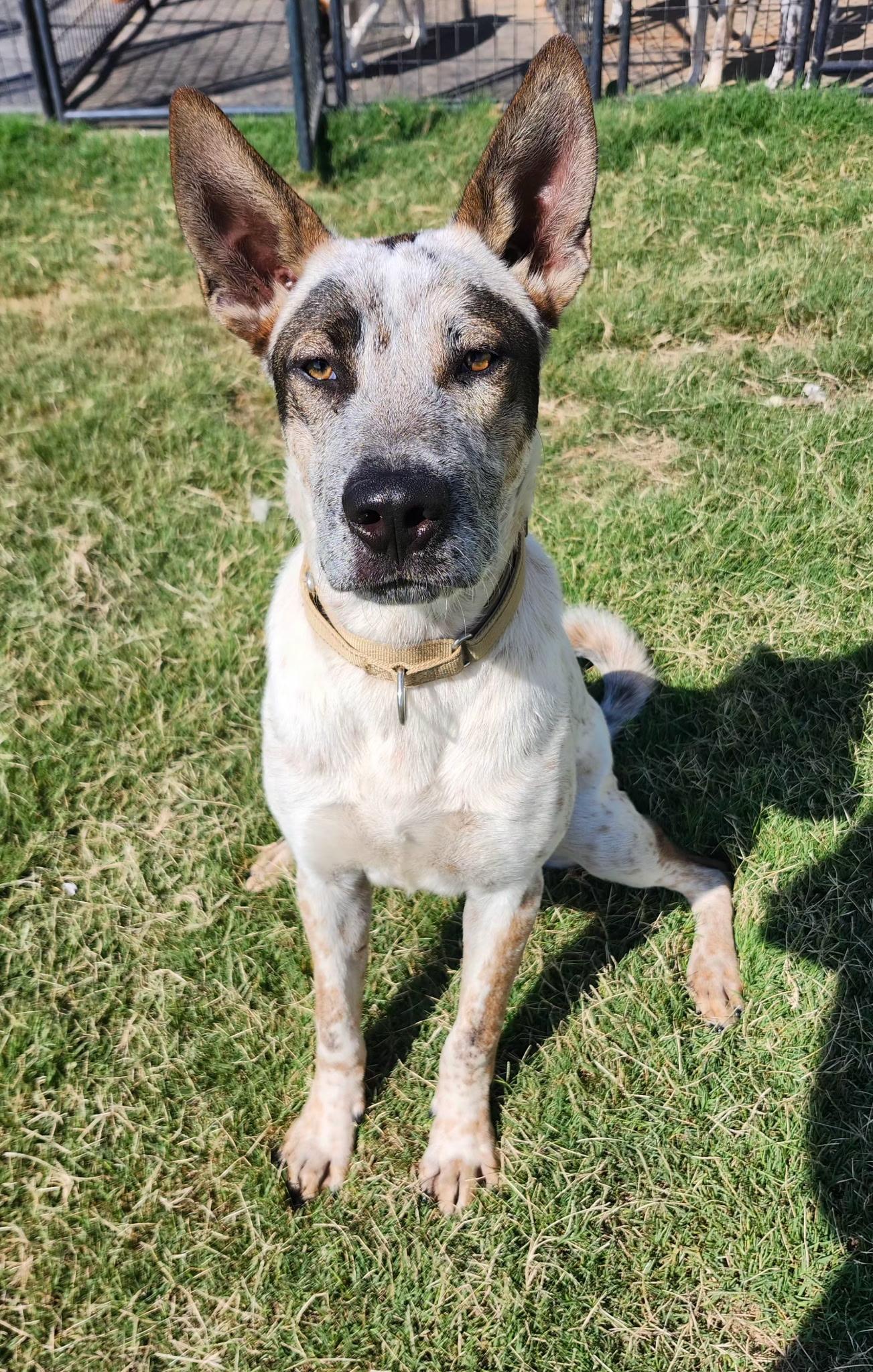 RASCAL, a Adoptable mixed breed in Weatherford, TX image 2/5