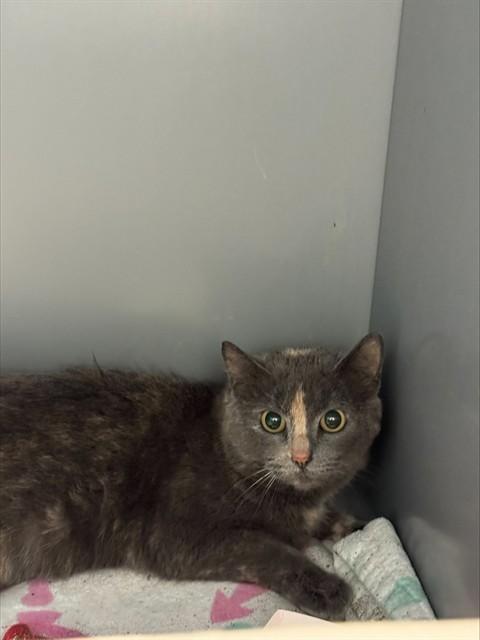 Enlarge WILDDINA, a Adoptable Domestic Short Hair in Leesburg, VA image 1/1