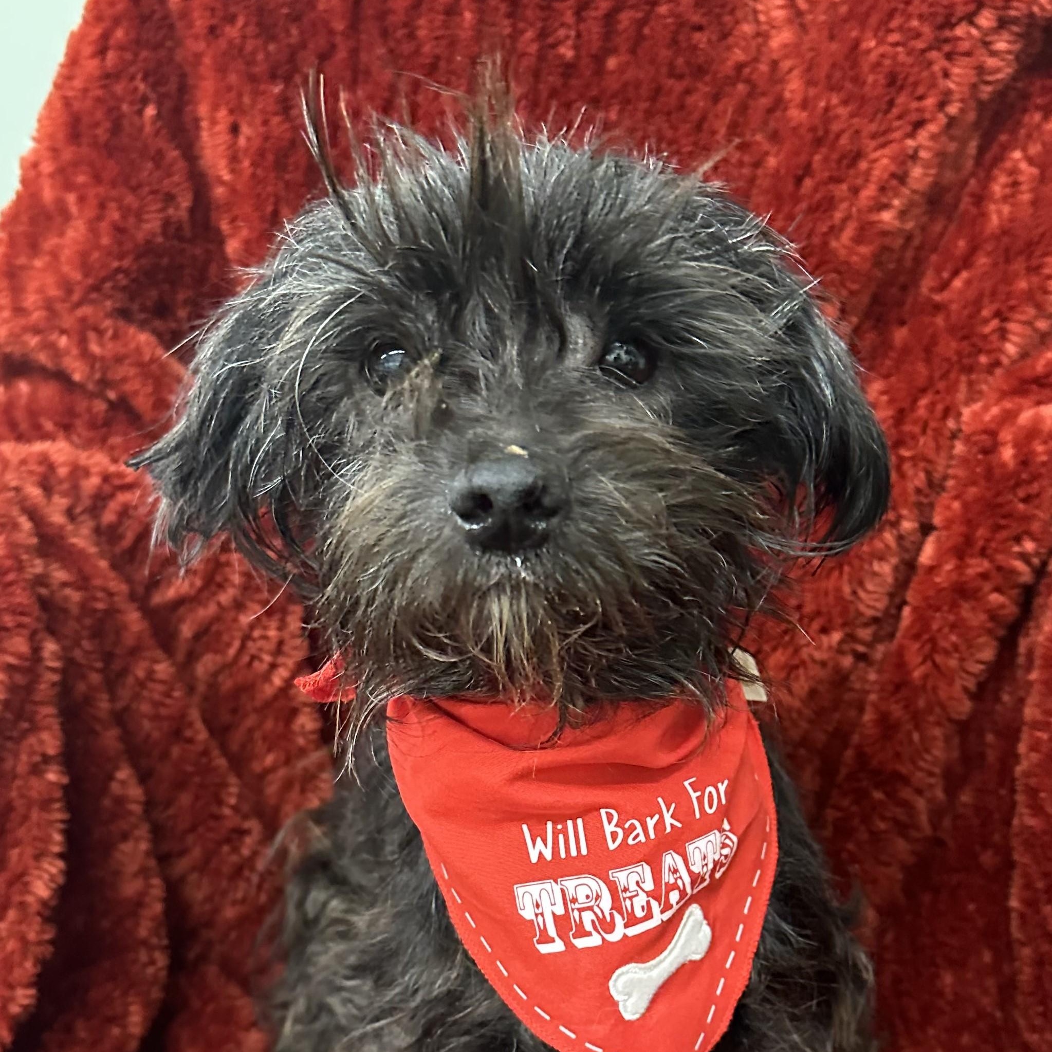 Cole, Adopted, Adult Male Yorkshire Terrier.